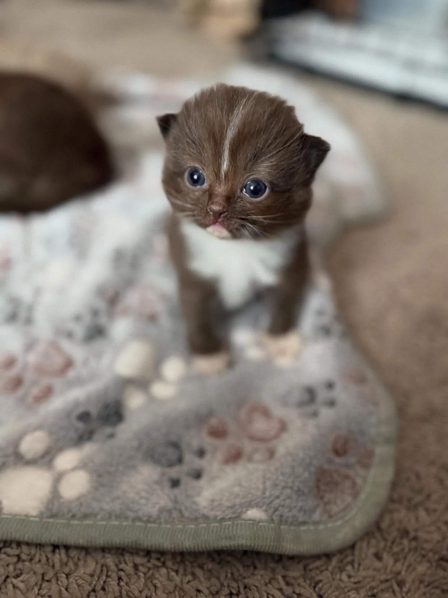 Nella&rsquo;s babies are eyes wide open and exploring 😍. Its hard to capture their cuteness as they wiggle around but you can tell they are all going to be adorable!

If you're interested in adopting visit EquinoxCats.net for all the info.