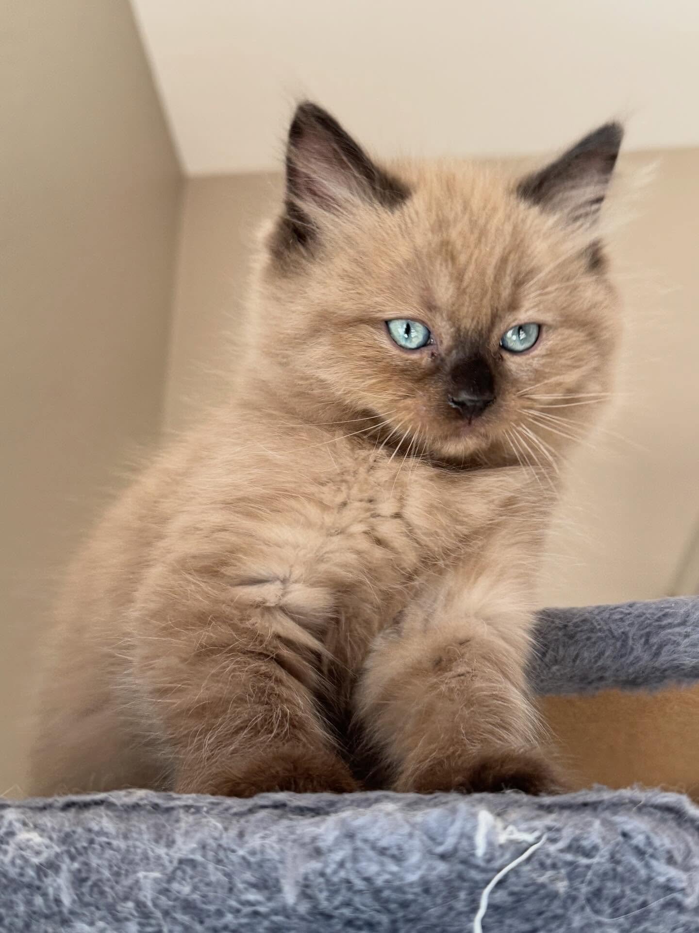 Living the kitten life 😸#ragdoll #cherubim #cherubimragdolls #chocolatecat