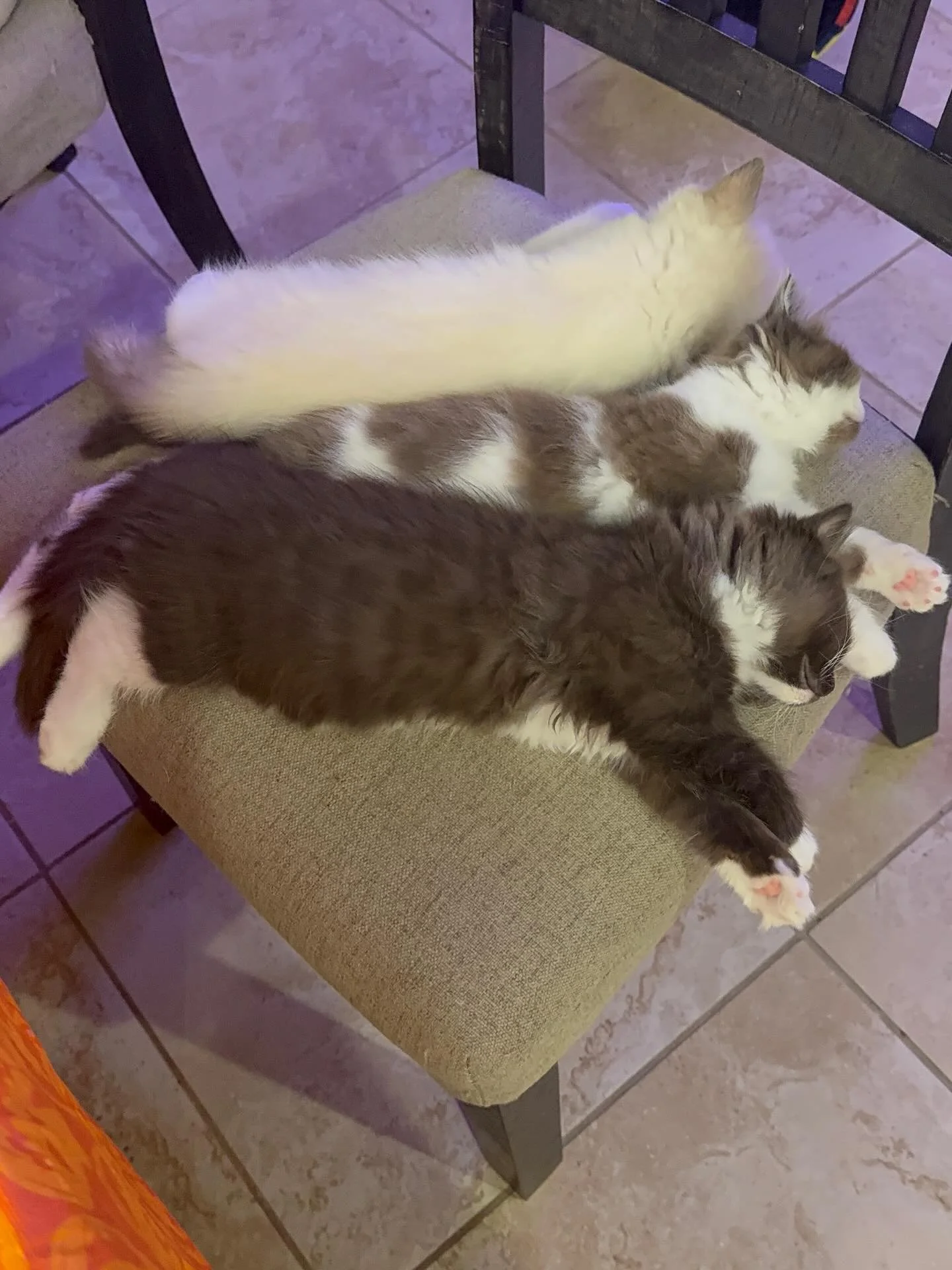 Toasting progression 🍞