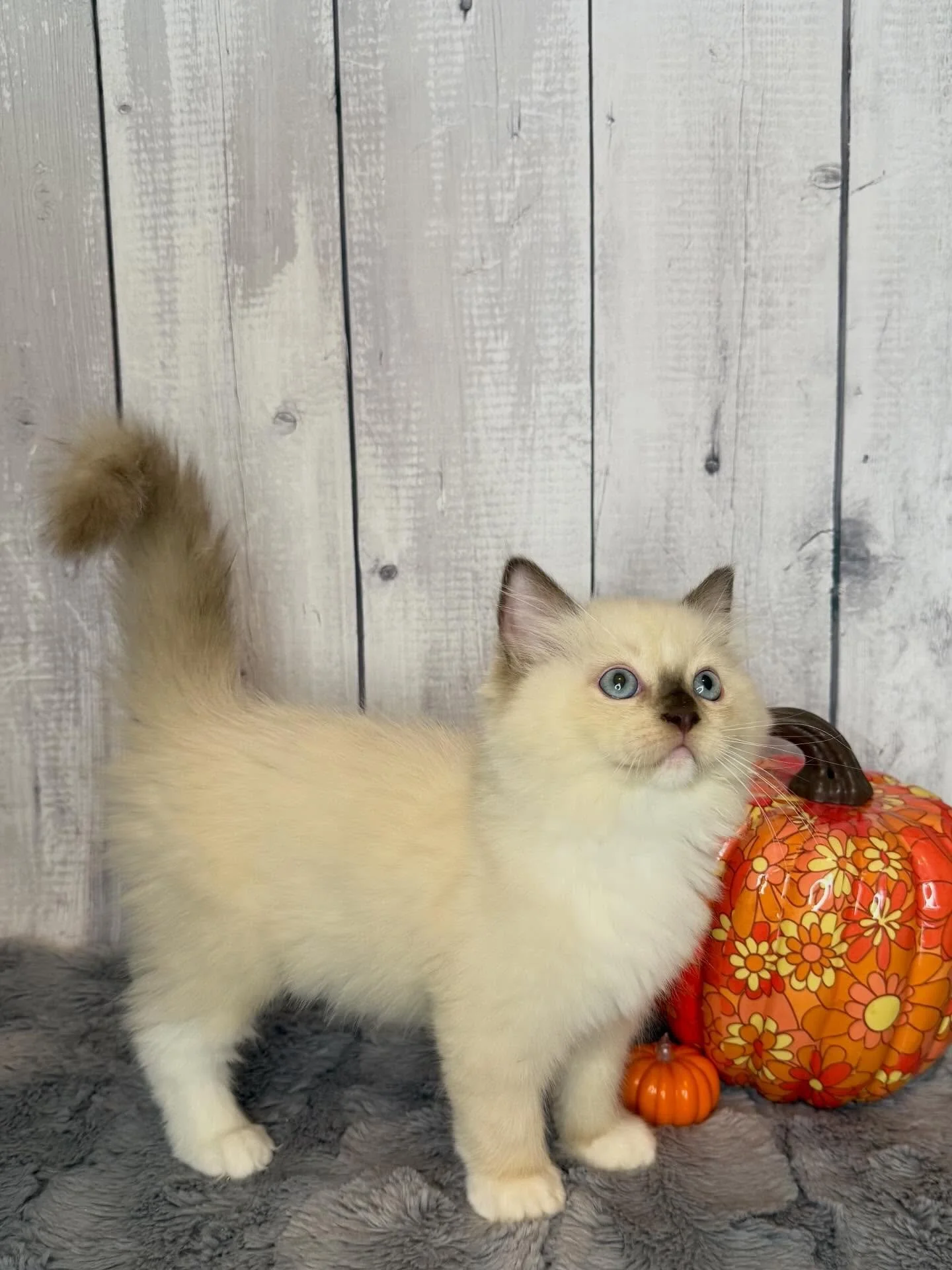 Updated photos! These babies are still available to reserve, message me for more info. 
We&rsquo;ve have several wonderful families reserve kittens so far and can&rsquo;t wait for their babies to meet their forever homes. 
In order we have:
Vanilla -