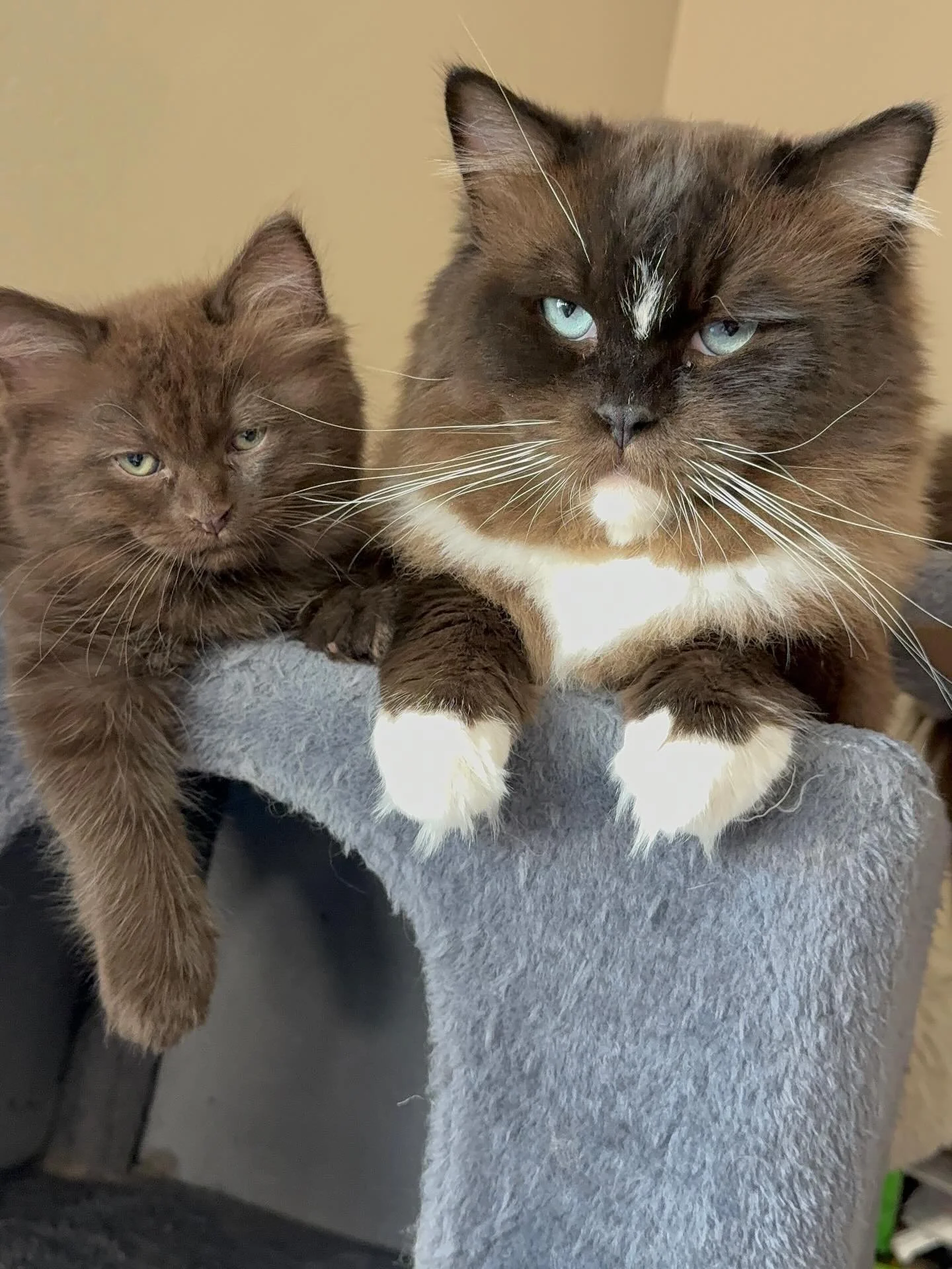 I love my chocolate babies. Proud dad and mom, Brownie and Nella. Brownie&rsquo;s face in the second picture cracks me up. 🤣

#ragdoll #chocolatecat