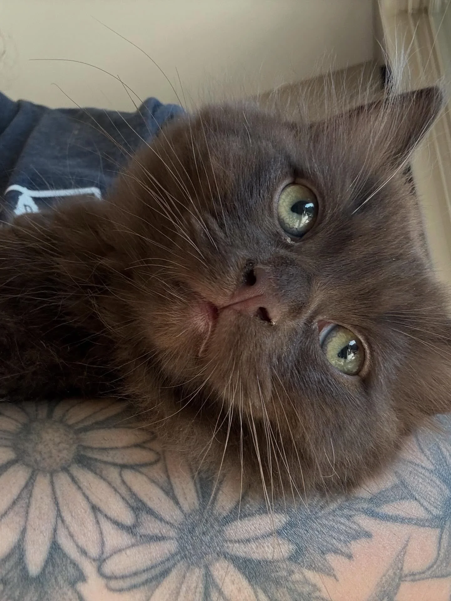 Available kitten: Meet Hershey the adorable chocolate cherubim ragdoll. He is so sweet and is a purr monster. I can always find him by me and loves to be in the action with his siblings. He will be ready to go home 11/21. For more details on his adop