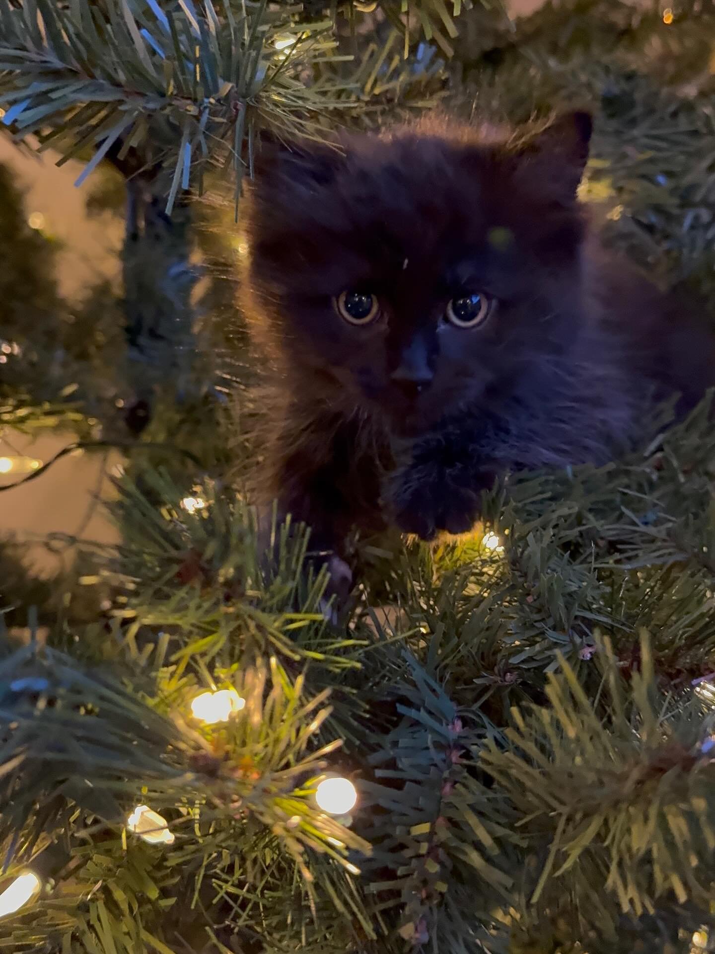 Fudge - the striking solid seal (black) cherubim ragdoll. He is such a funny loving boy with little white whisps of fur. I love to watch him play and run around with his siblings, he is secretly my favorite 😻 although black cats can get a bad rap he