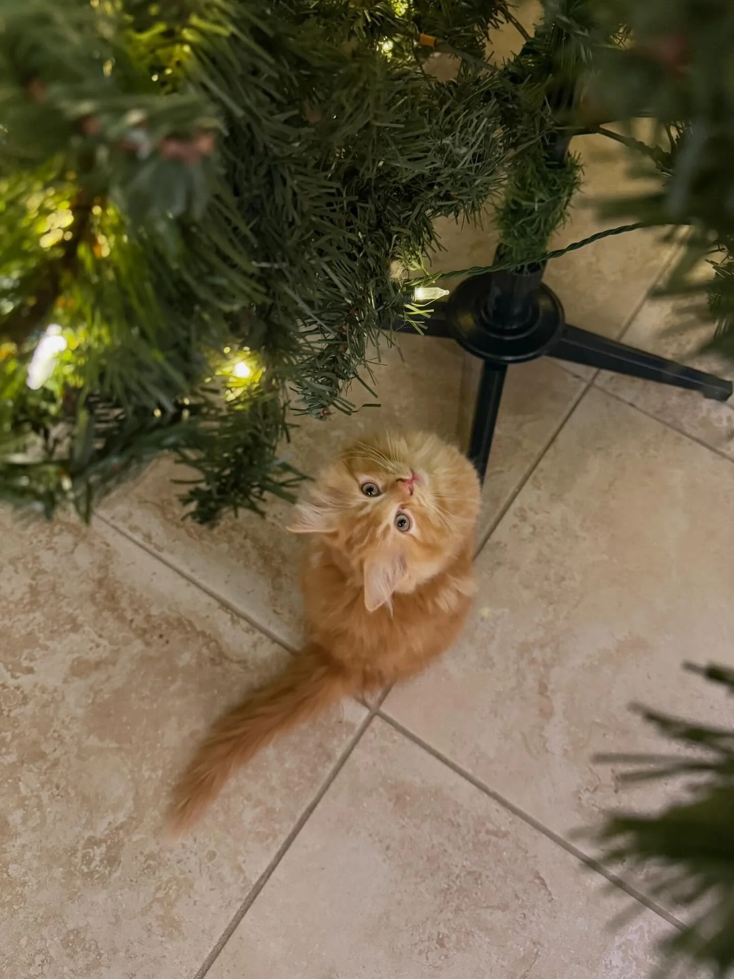 Meet Mochi the solid red Cherubim Ragdoll available for adoption. He is our little goofball with such a funny personality. Mochi loves to play with his siblings and always check out what his humans are doing getting into the action. He will make the 