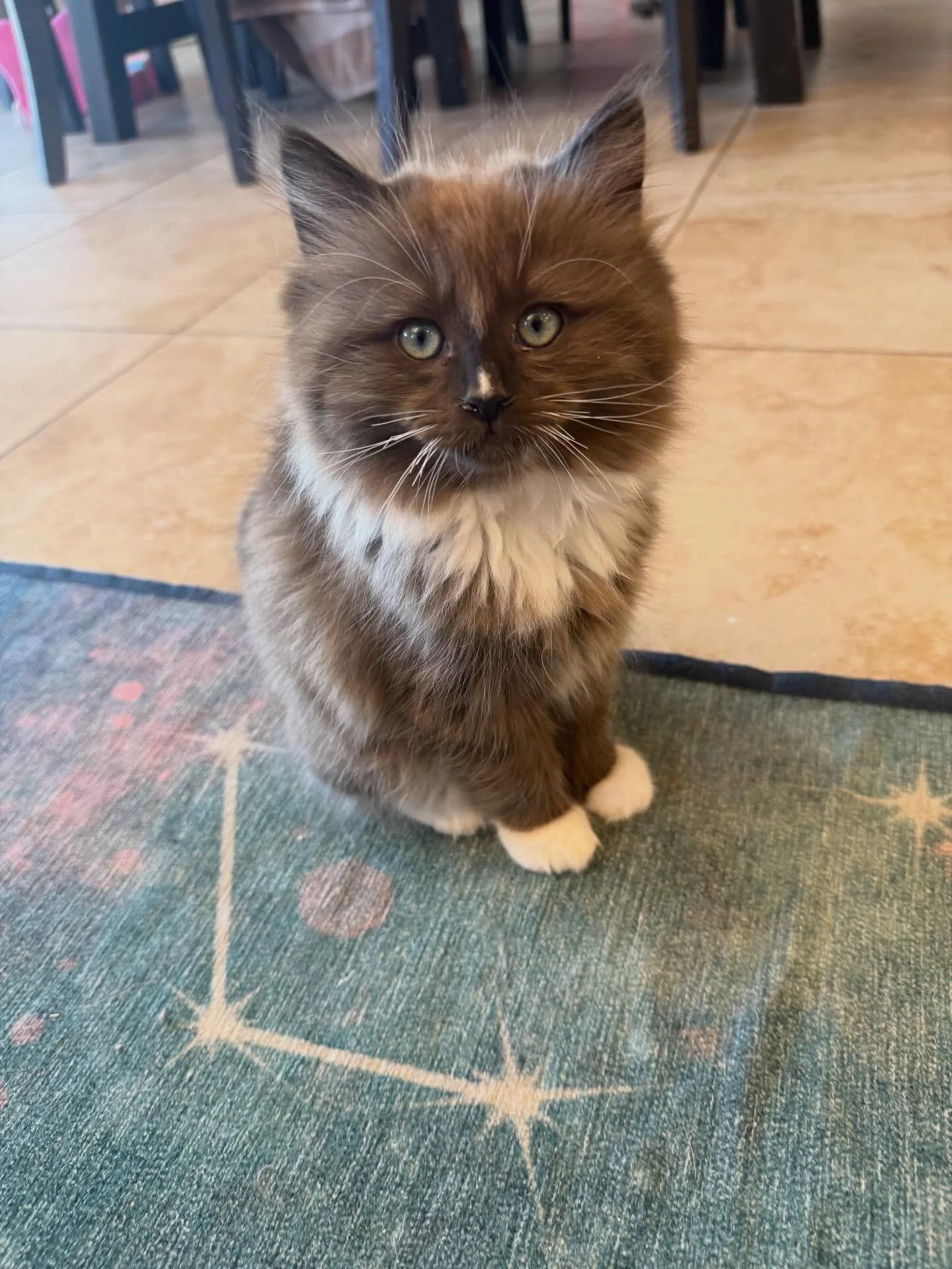 Rollo! Our last available kitten. He is an adorable Seal sepia mitted boy with the cutest stripe of white on his nose. He is a very chill kitten who loves to play with his siblings but also loves to lounge around. He is available to go home now 😊