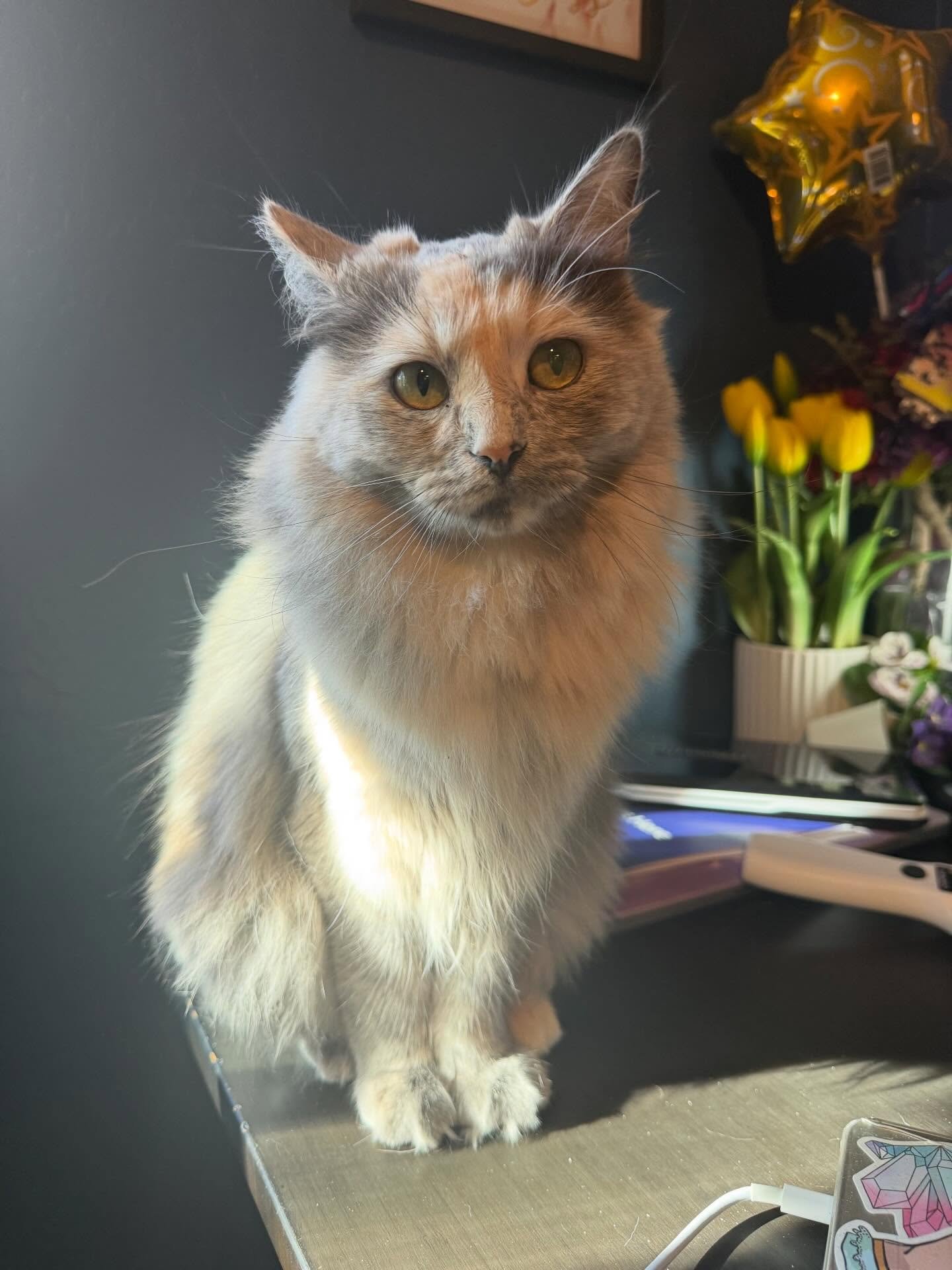 It&rsquo;s been quiet over here with all but two kittens gone to their forever homes and the last two going in the next couple of weeks. Mommas are getting some much needed rest from all their hard work. I miss the little ones but my heart is full kn