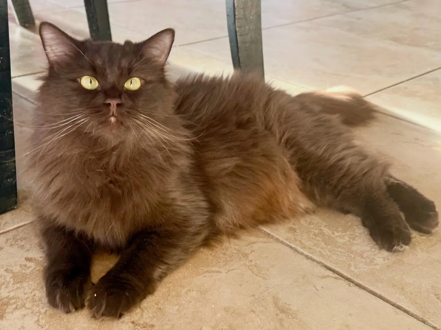 Good morning 🐈&zwj;⬛ we hope you have a magical day wherever you are, mentally, physically, and emotionally 😸