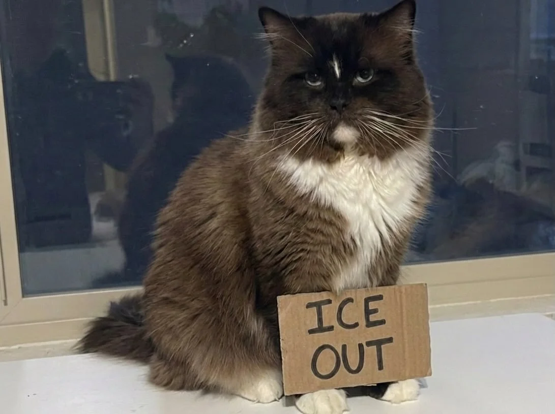 Bonjour, my name is Brownie. I am a Cherubim Ragdoll who immigrated to the United States from Canada. 🇨🇦Cherubim&rsquo;s are a new breed name for ragdolls that don&rsquo;t match the traditionally known coloring while allowing space for them to shin