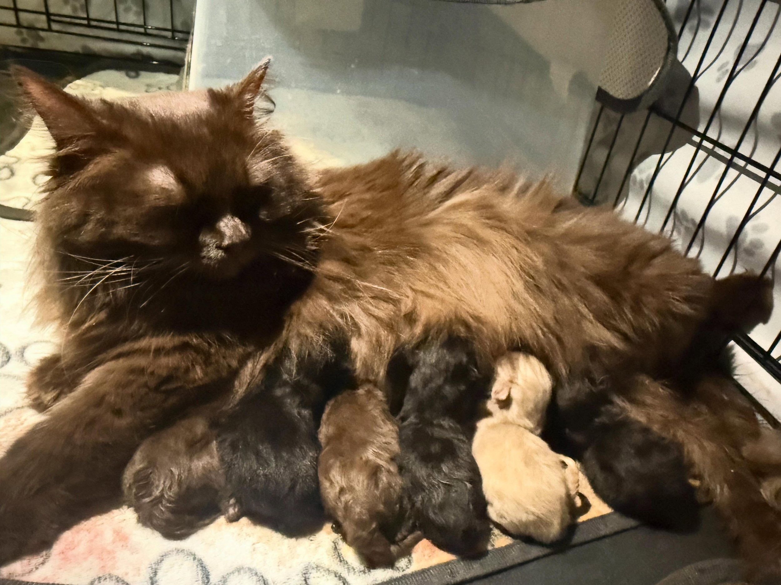 We are blessed to announce Nella had six beautiful babies this morning. Momma is doing great and all the kittens are doing well so far. I can&rsquo;t wait to see the babies grow and share updates with you all! We have several people on the waitlist b