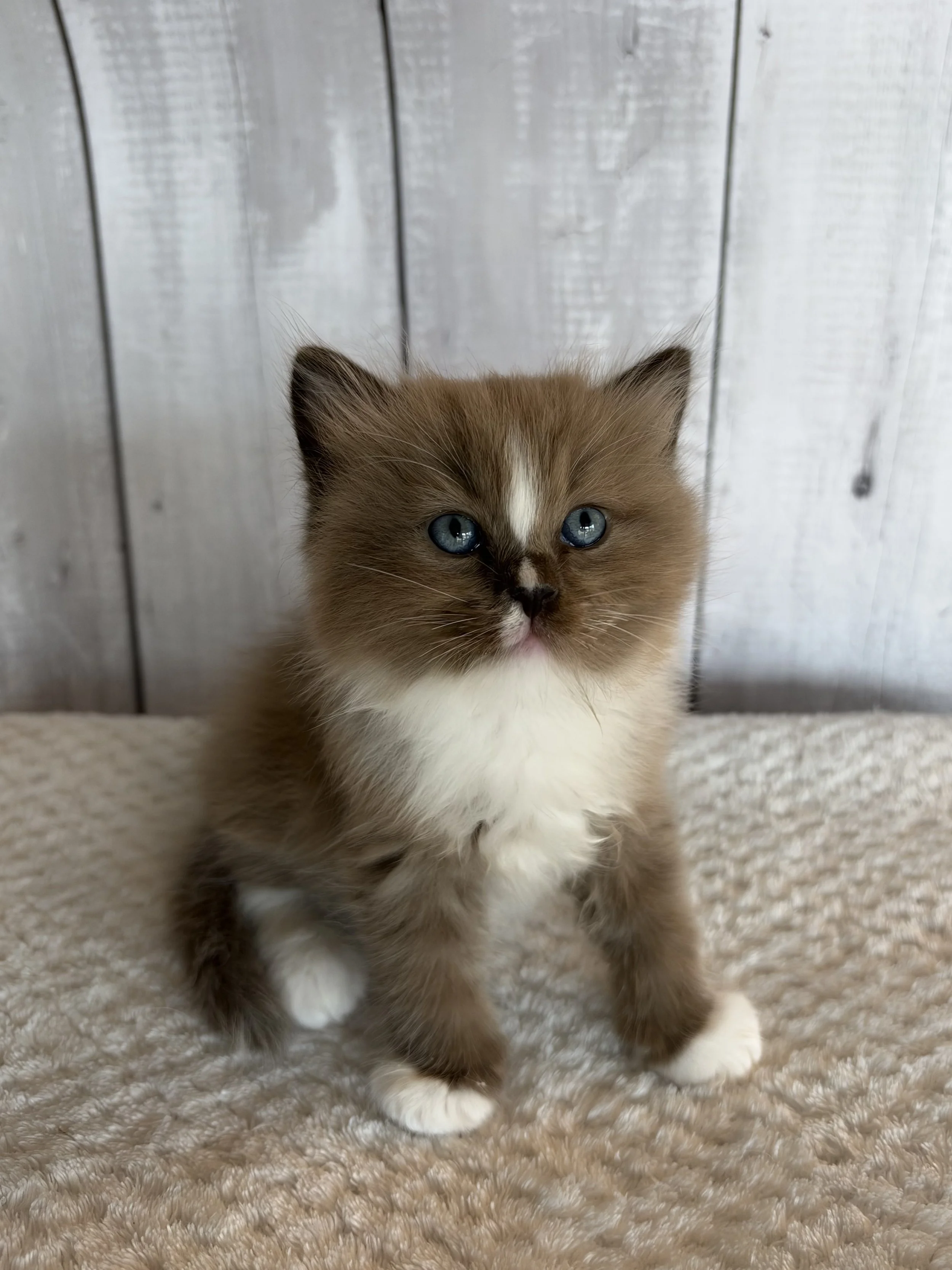 Clove - Seal Sepia Mitted - Boy