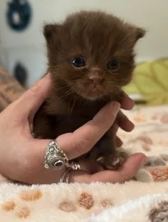 "Jesse" - Solid Chocolate Cherubim Ragdoll - Female