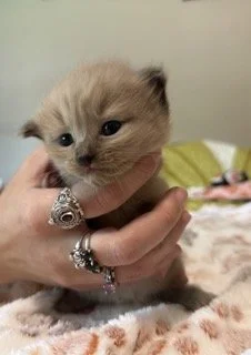 "Bo" - Seal Mink Pointed Cherubim Ragdoll - Male