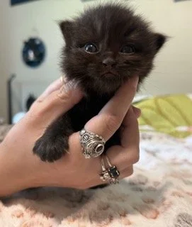 "Rex" - Solid Seal Cherubim Ragdoll - Male