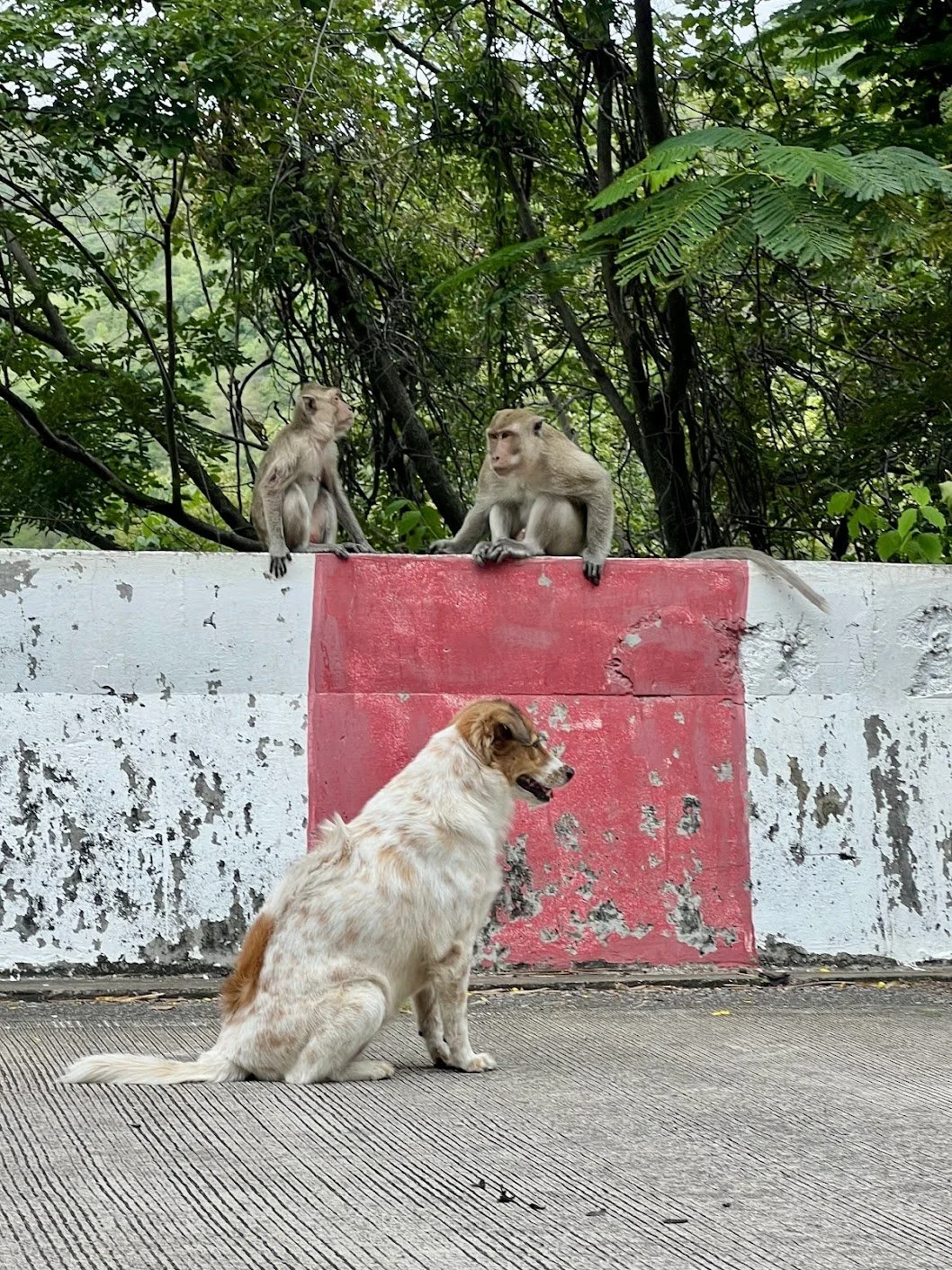 Khao Hin Lek Fai - dog and monkeys.jpg