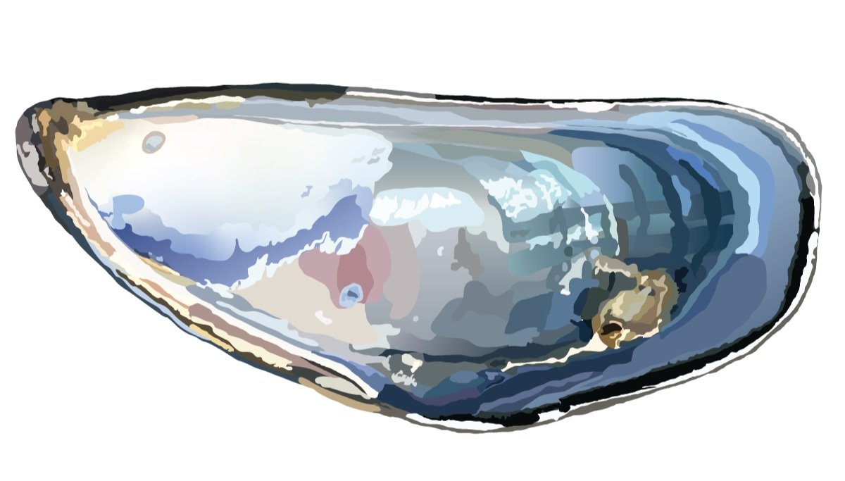 Mussel Shell Color Rendering