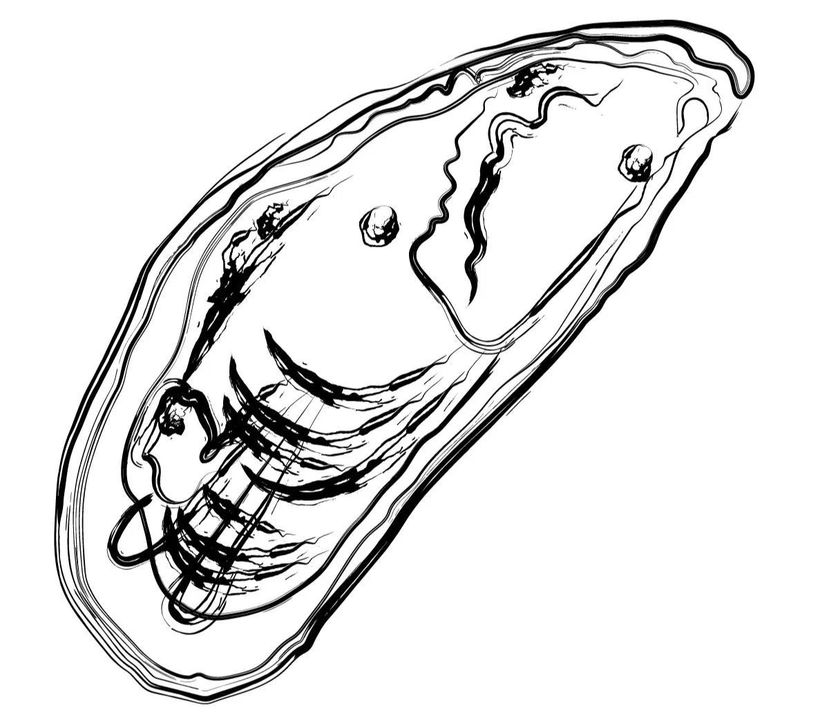 Mussel Shell Objective Rendering