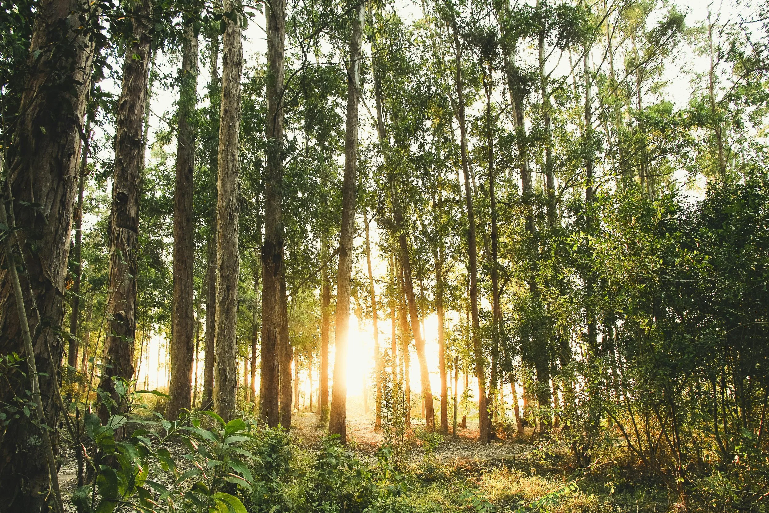 Summer Solstice Meditation — Radiant Presence