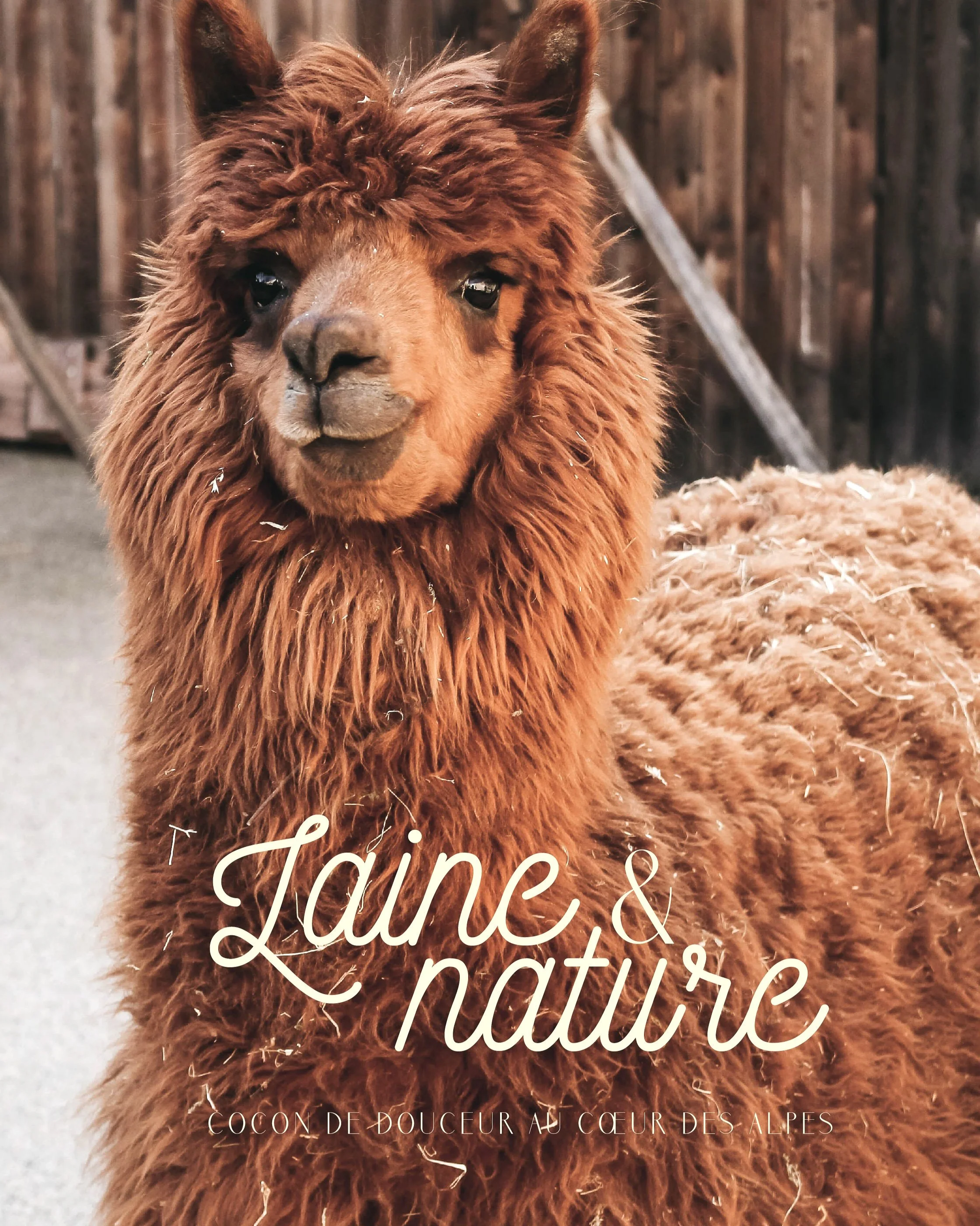 Un lama marron avec une laine dense et bouclée, regardant vers l'objectif, avec un fond en bois.