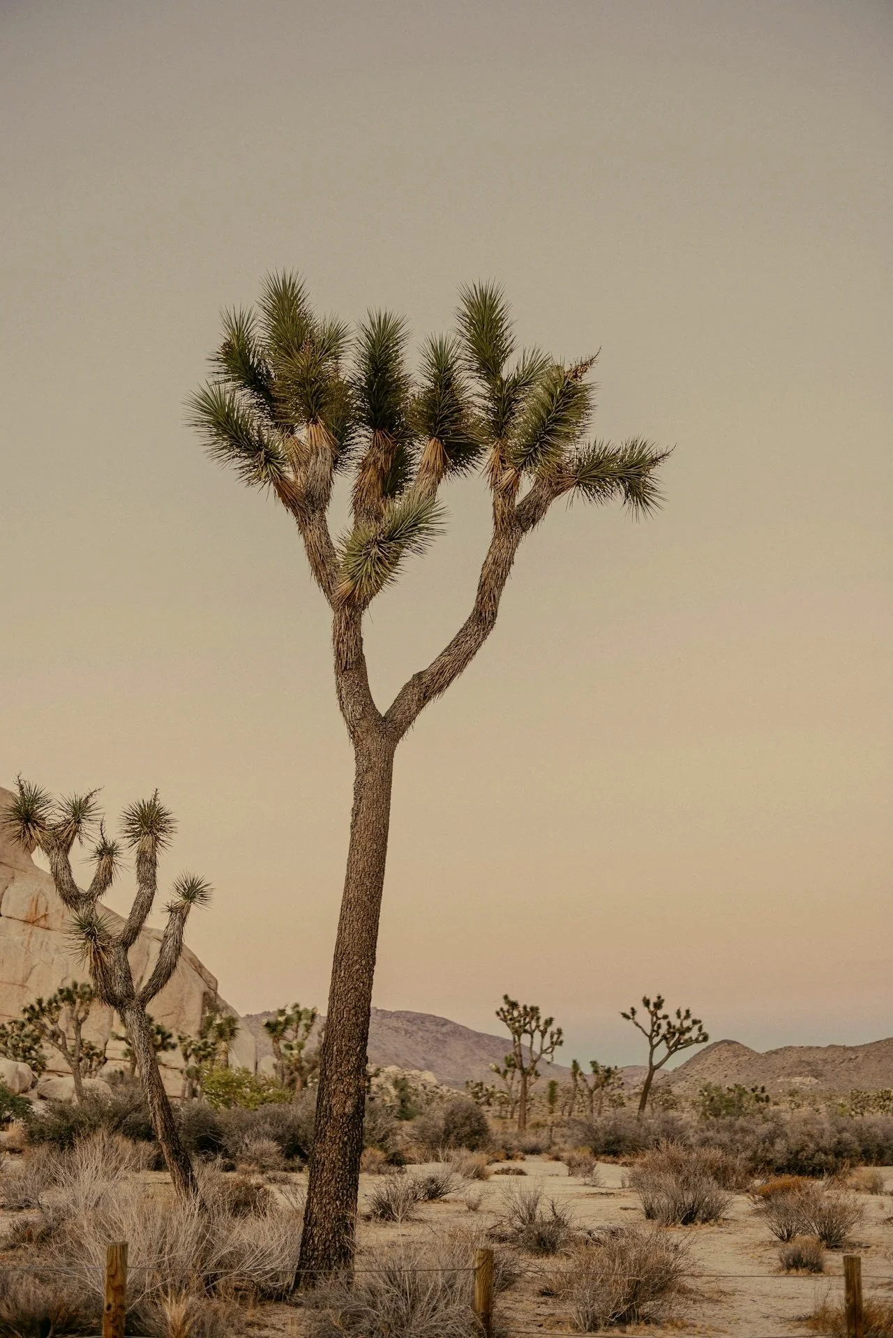 What Is Ayurveda? A Gentle Introduction for Modern Life