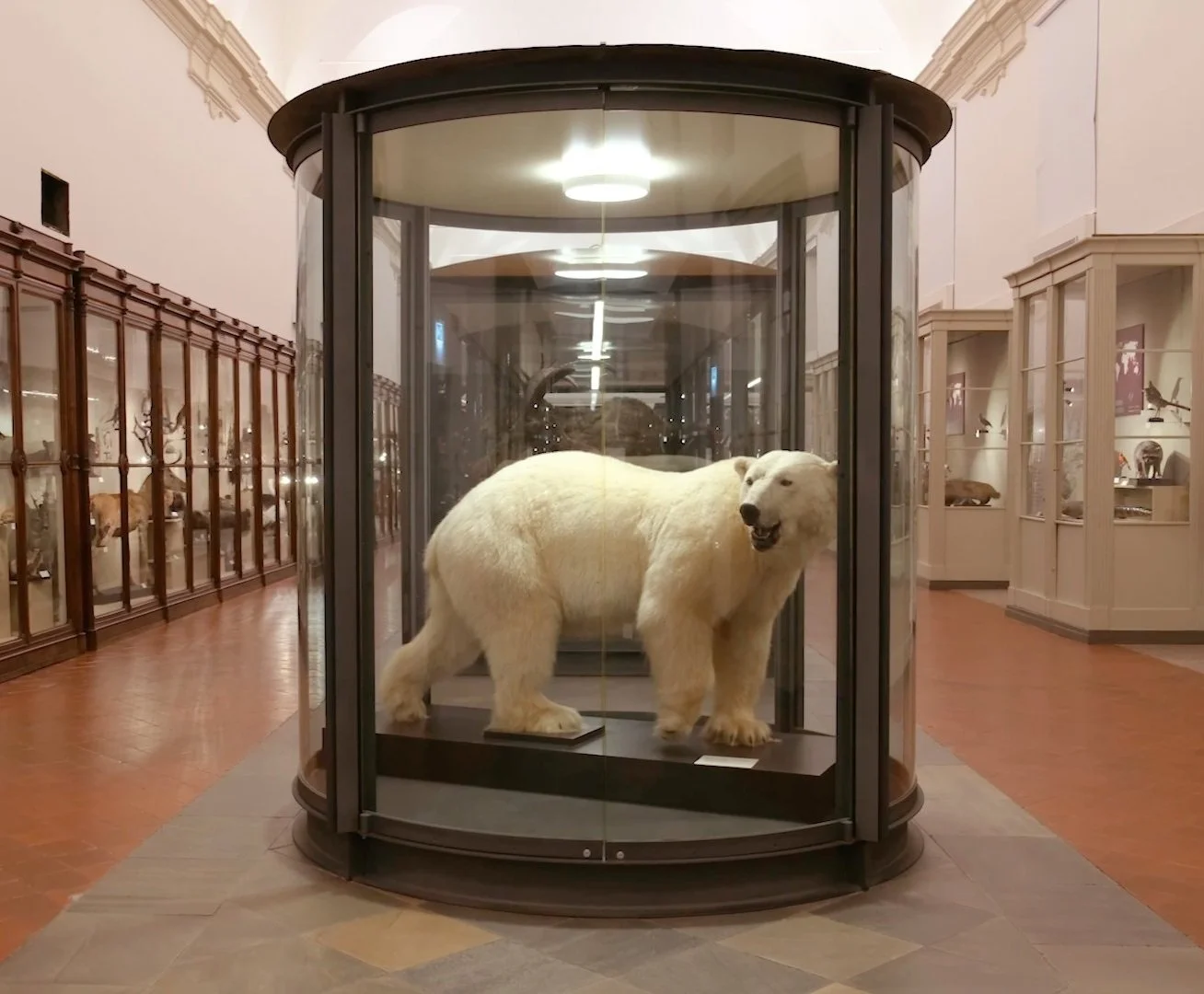 Orso polare imbalsamato in una teca di vetro in un museo.