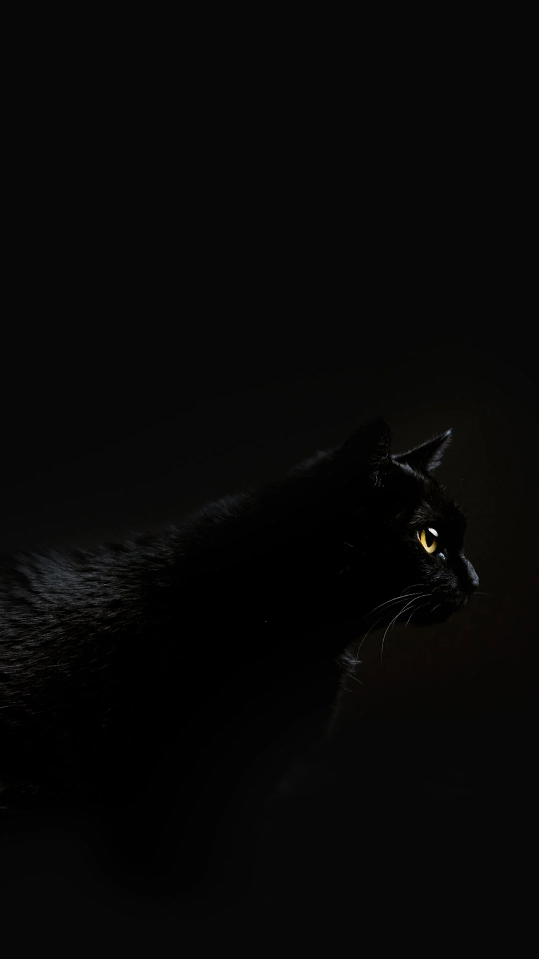 pepi-2.jpg