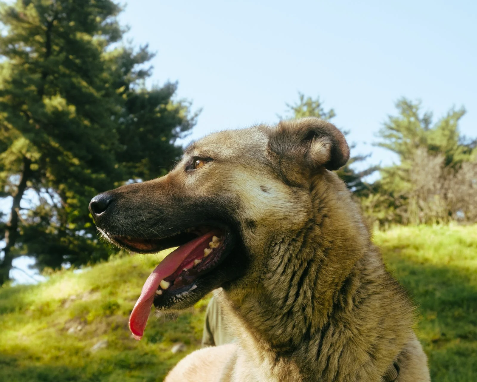 Foto di un cane di razza bassotto, con orecchie lunghe, pelliccia marrone e nera, indossa un collare nero con chiave. Scritto in basso: Lillo, Milano 2025.
