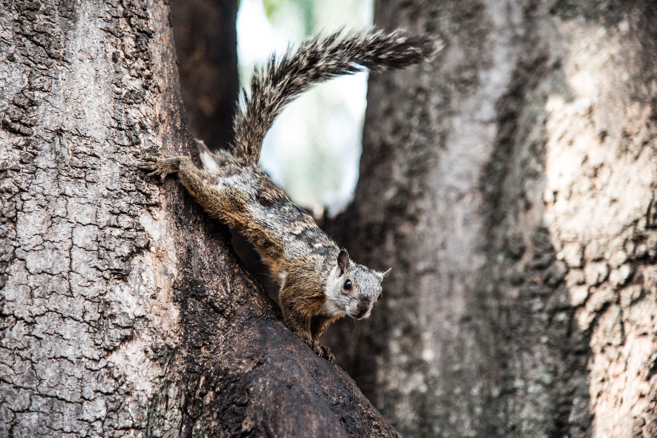 2016_CostaRica_DSC_1830_edit.jpg