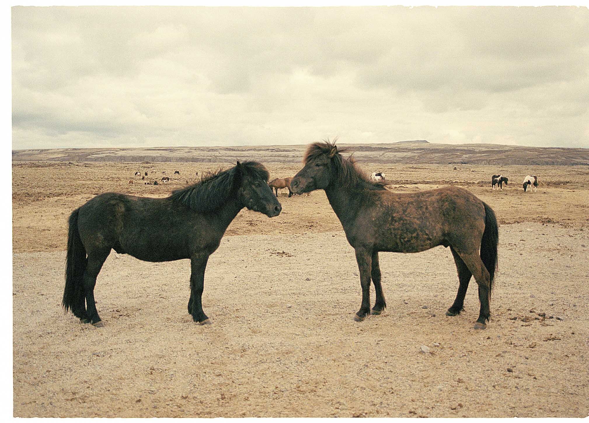 Iceland-Horses+rtd.jpg