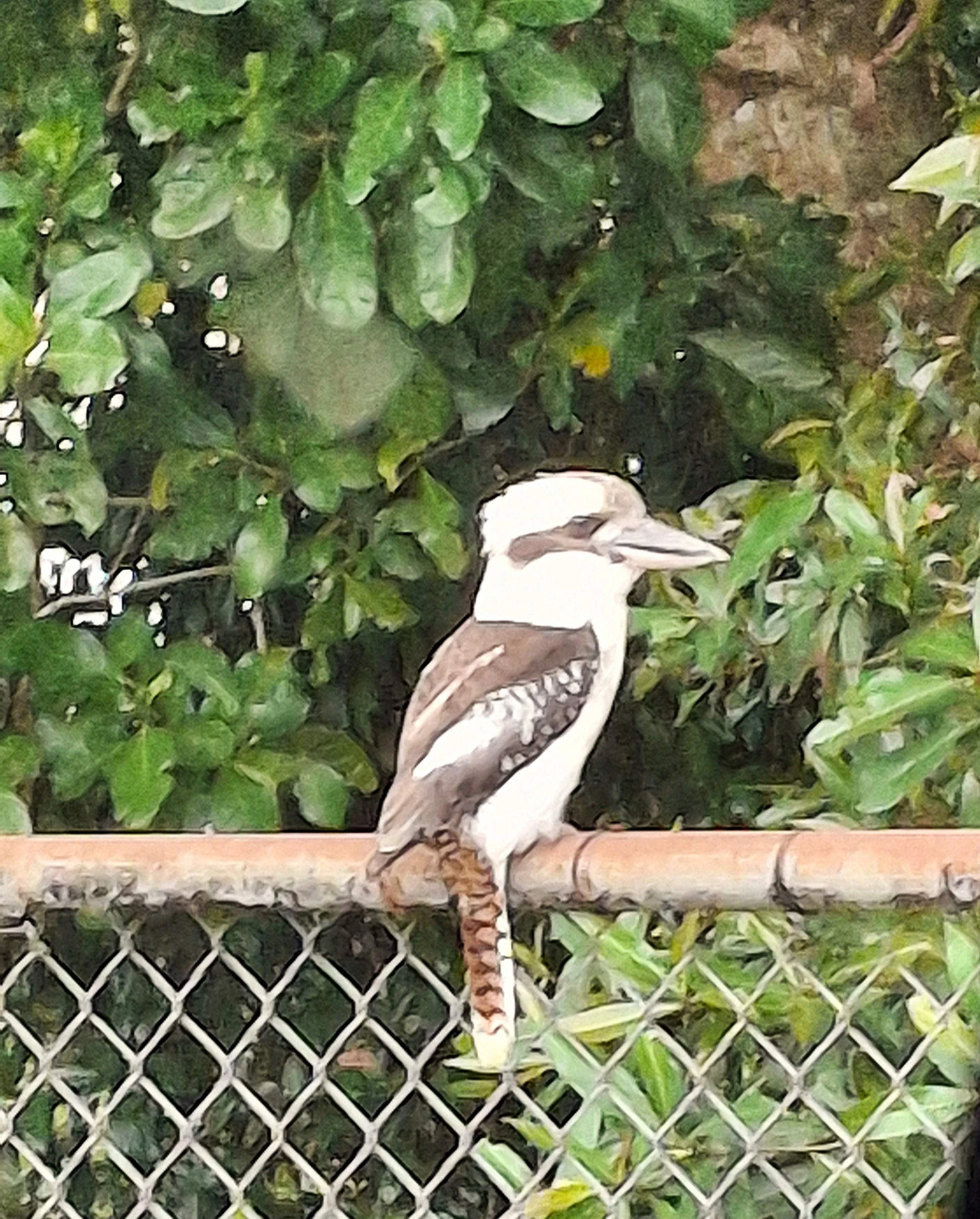 Kookaburra Pic.jpg