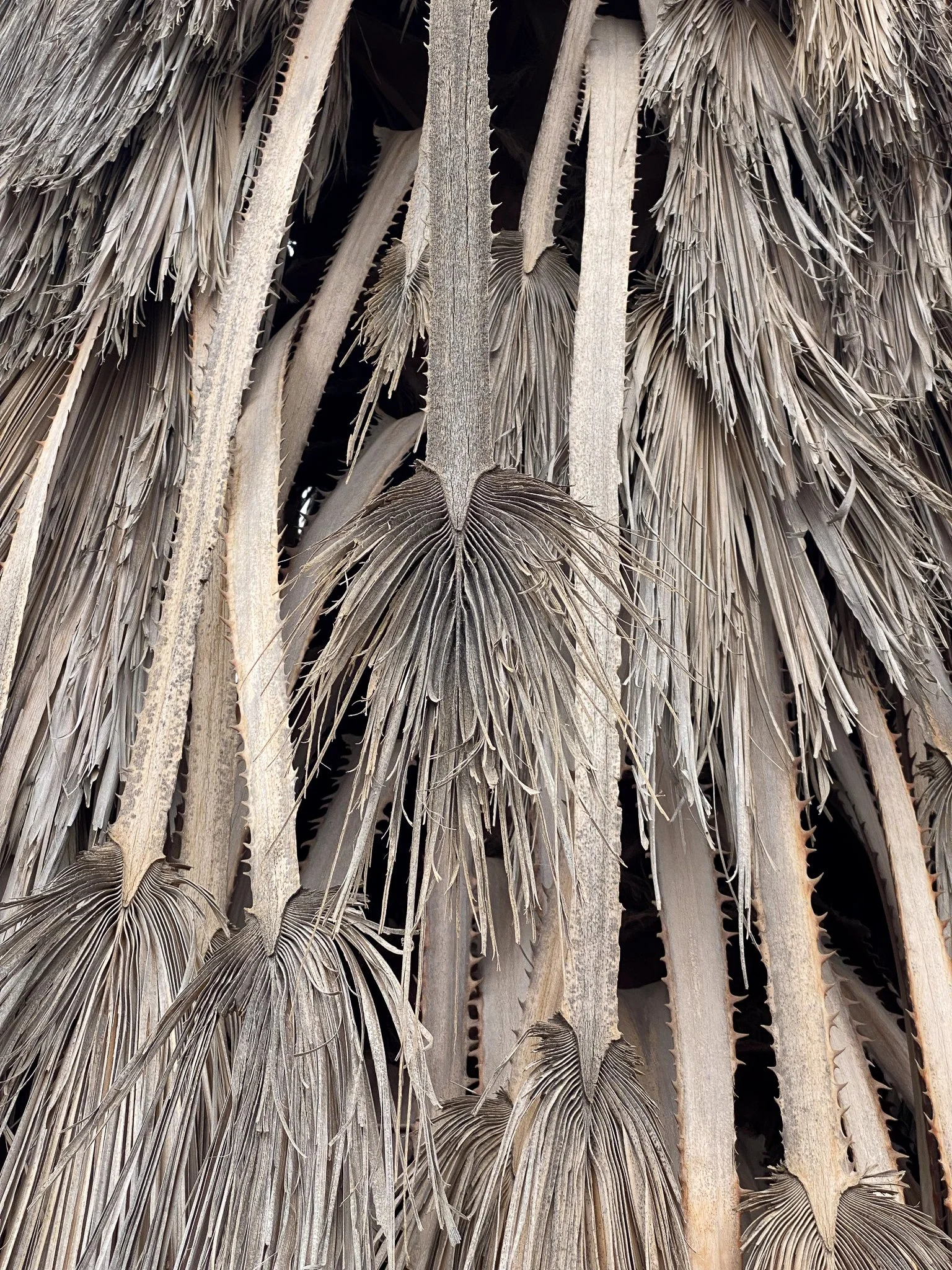 tenerife-trees.jpg