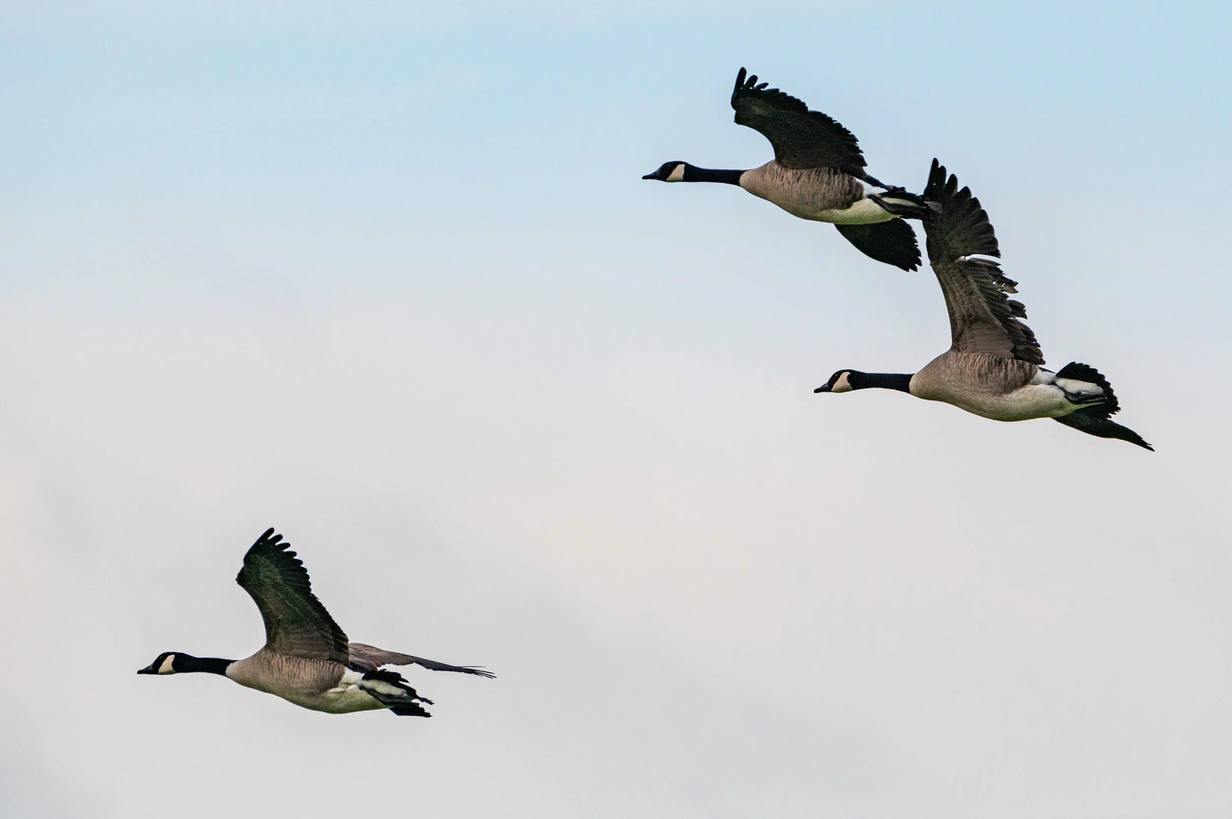 Canadese Gans 02