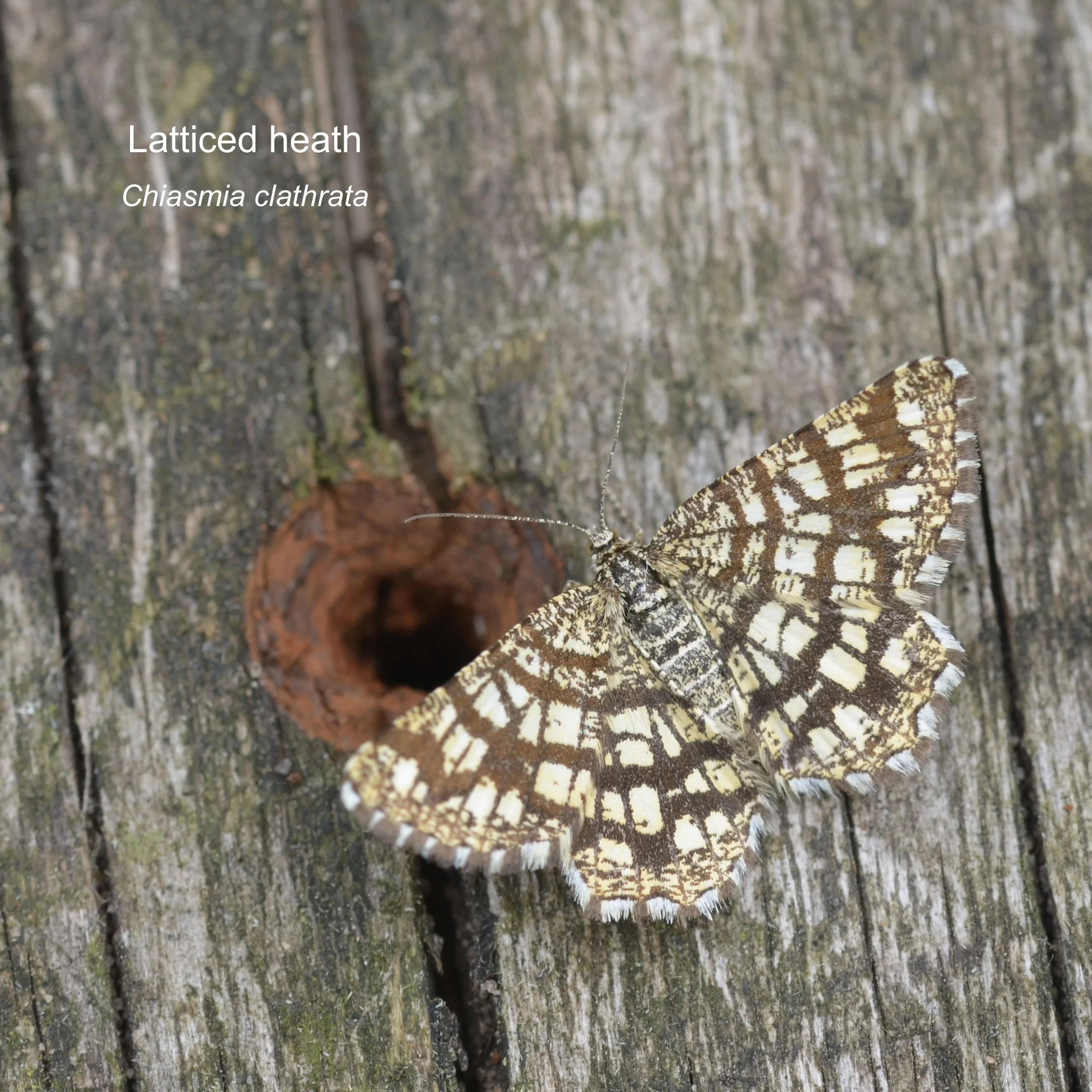 Let’s do more for invertebrates