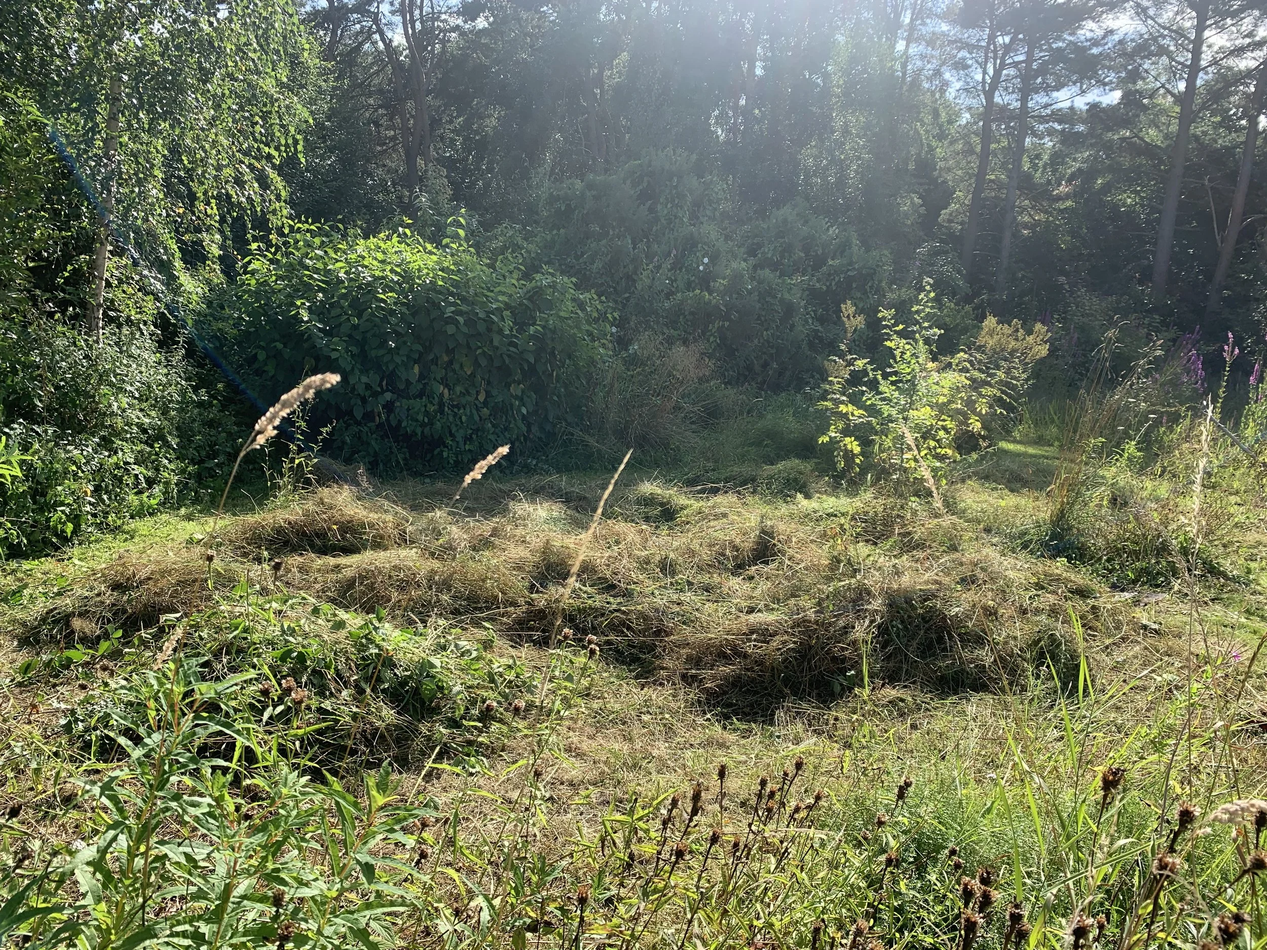 Wildflower seed sowing…