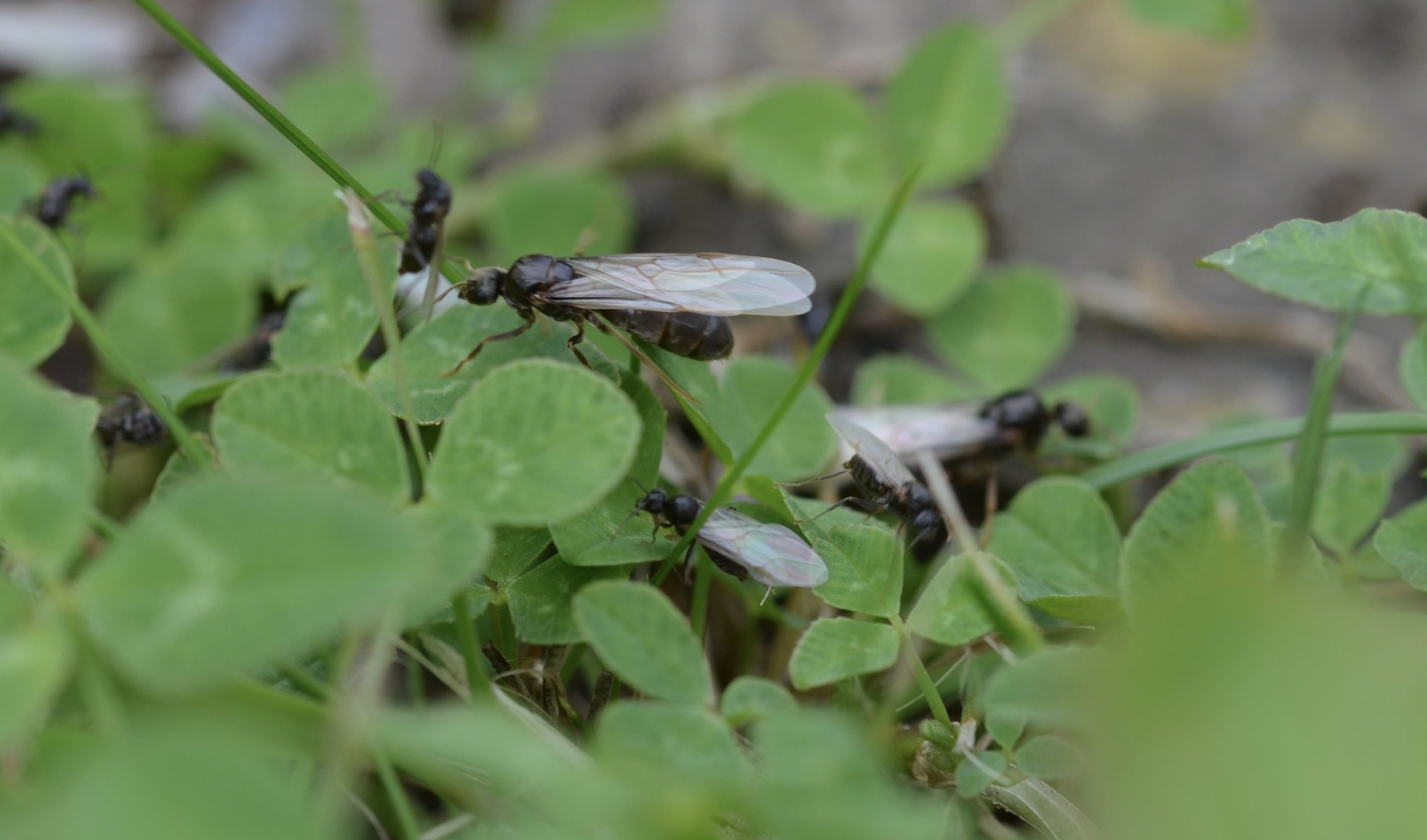 Ants