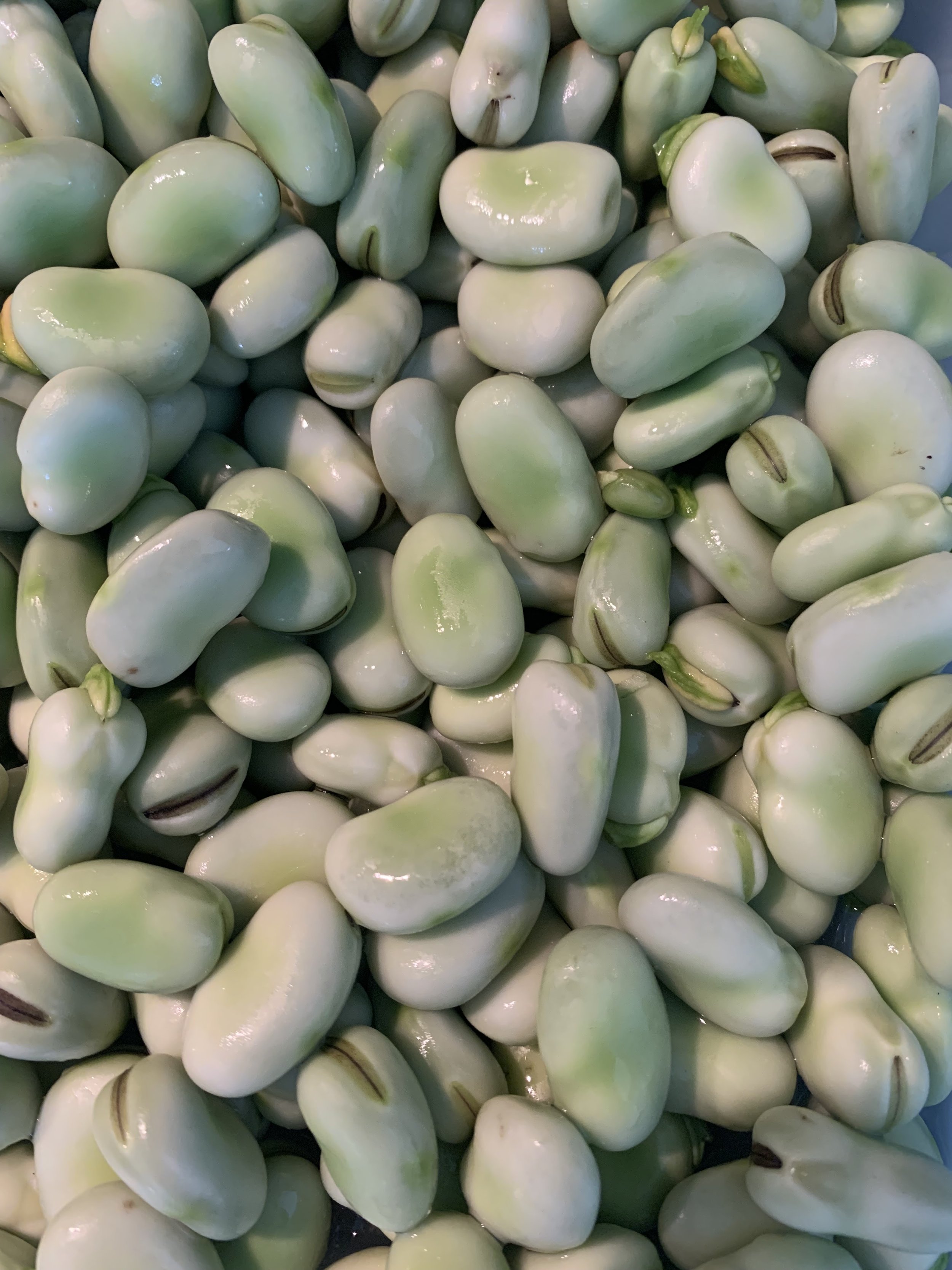Broad (fava) beans.jpeg