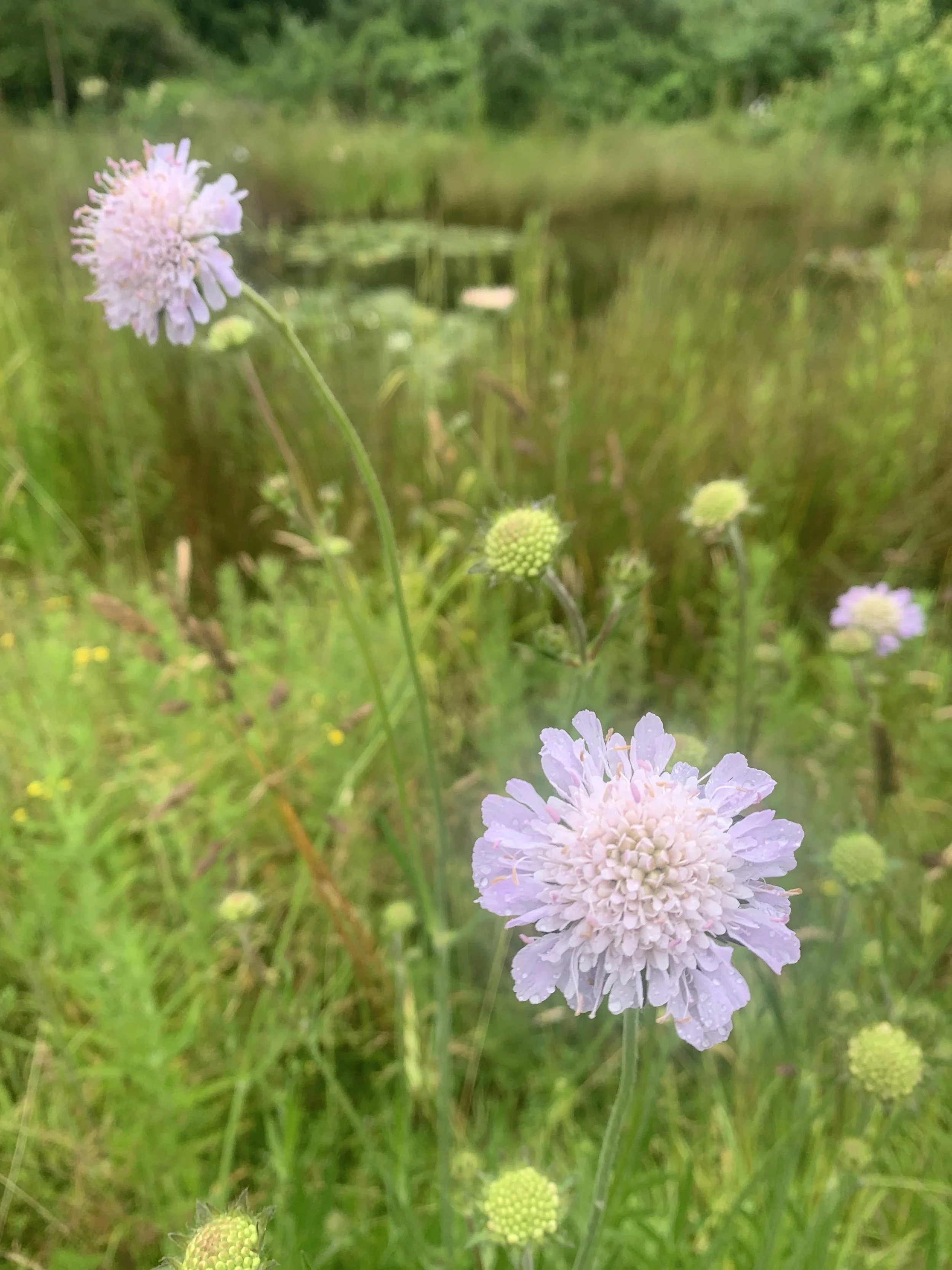 Scabious
