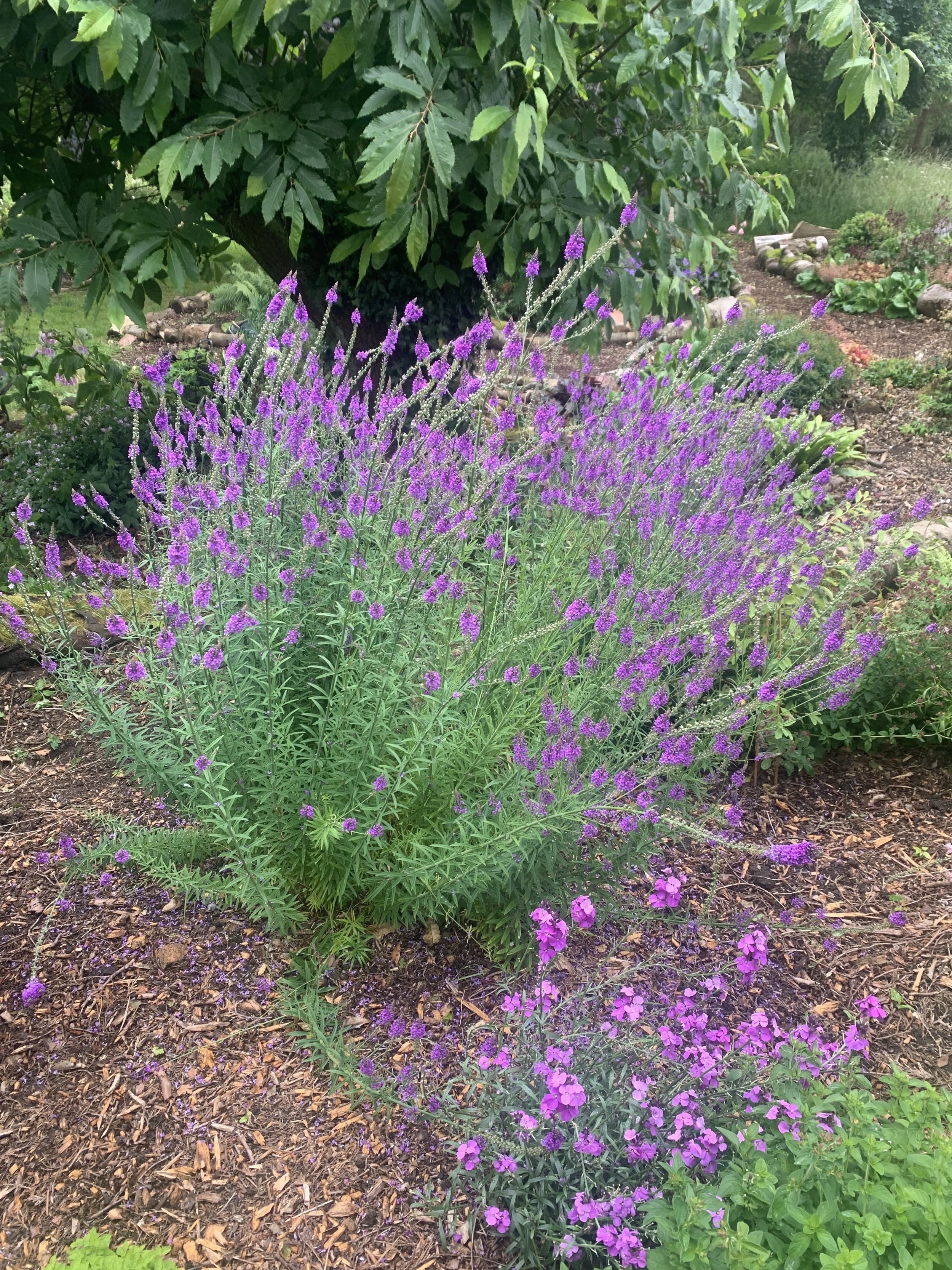 Toadflax
