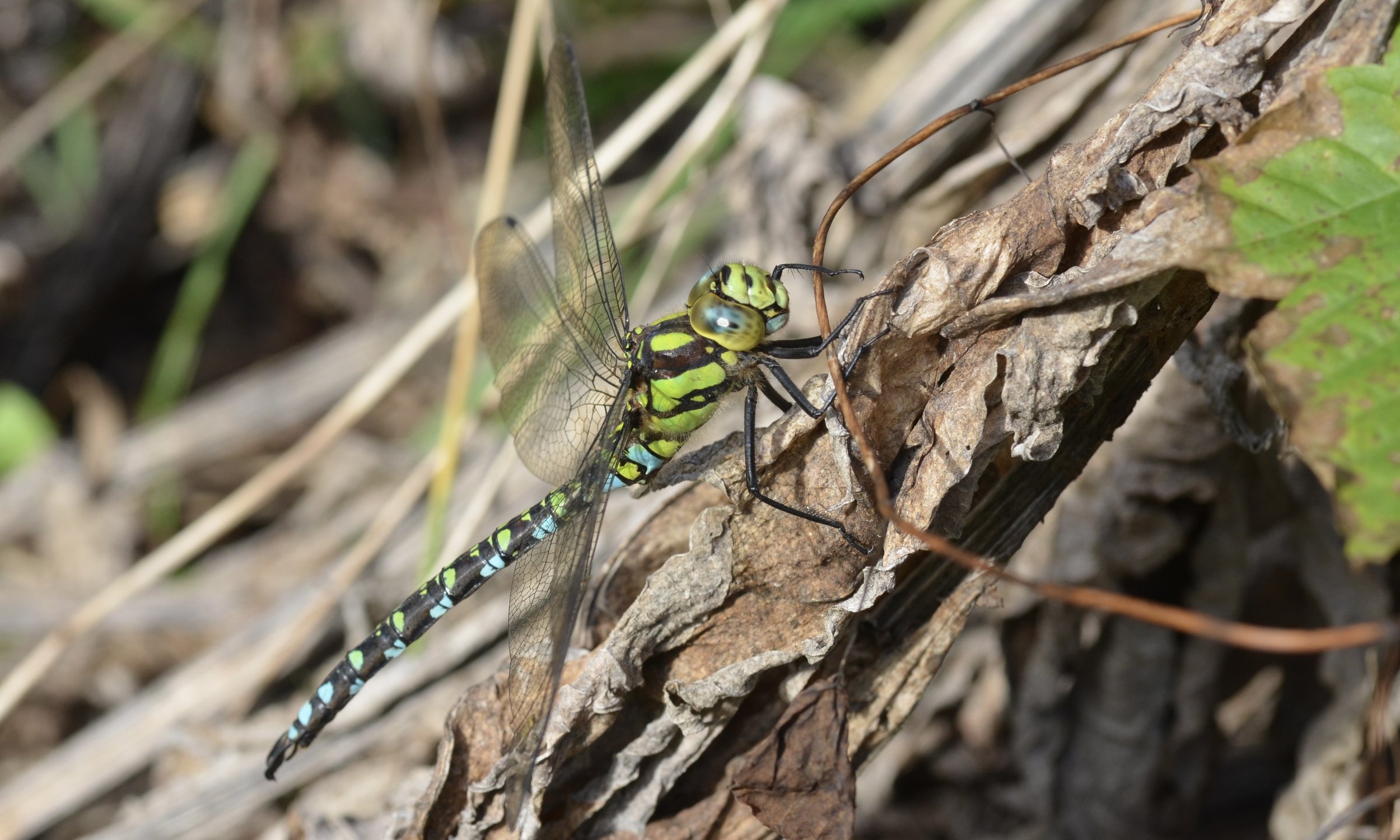 Southern hawker