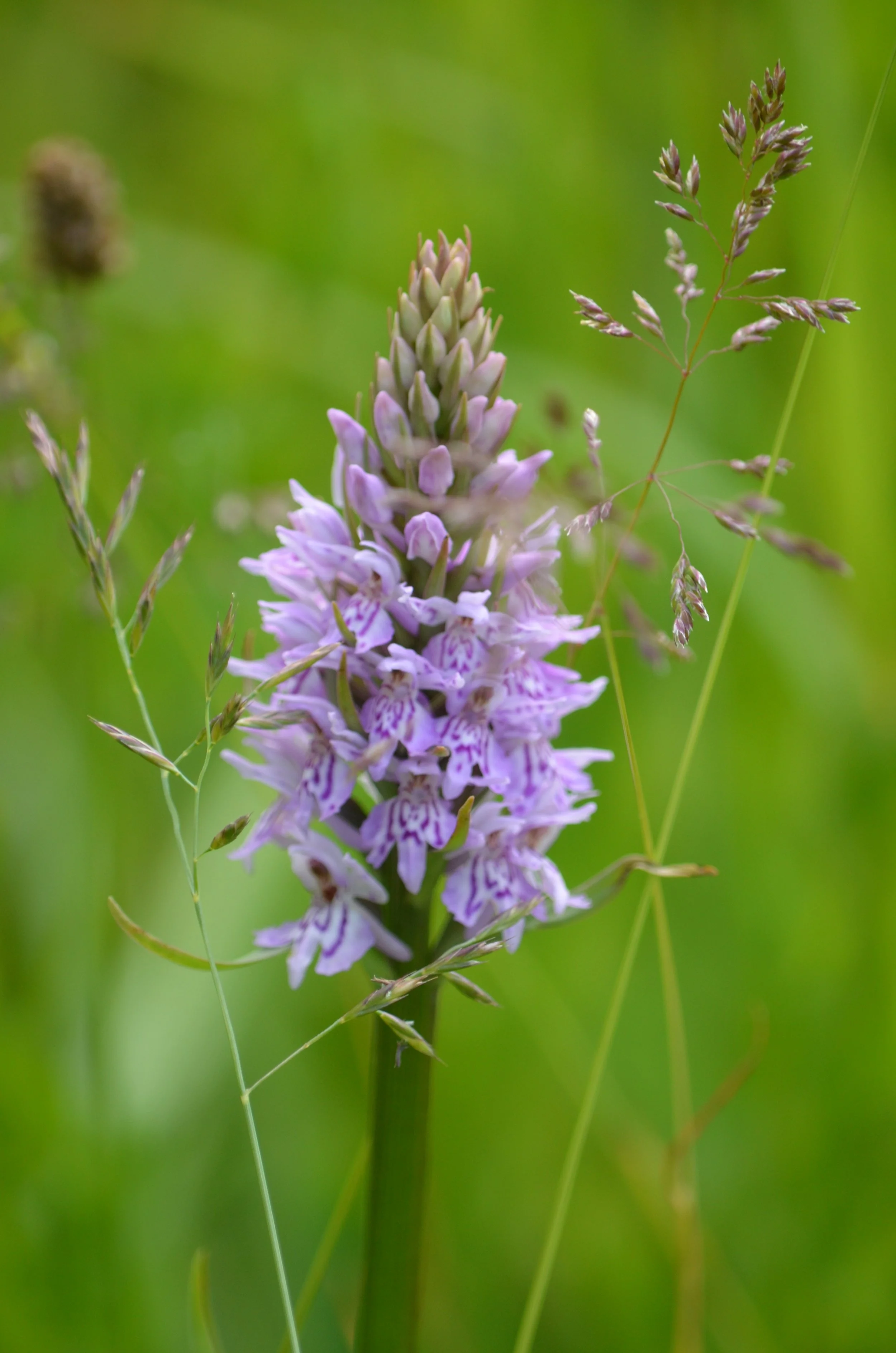 Orchids - spotted