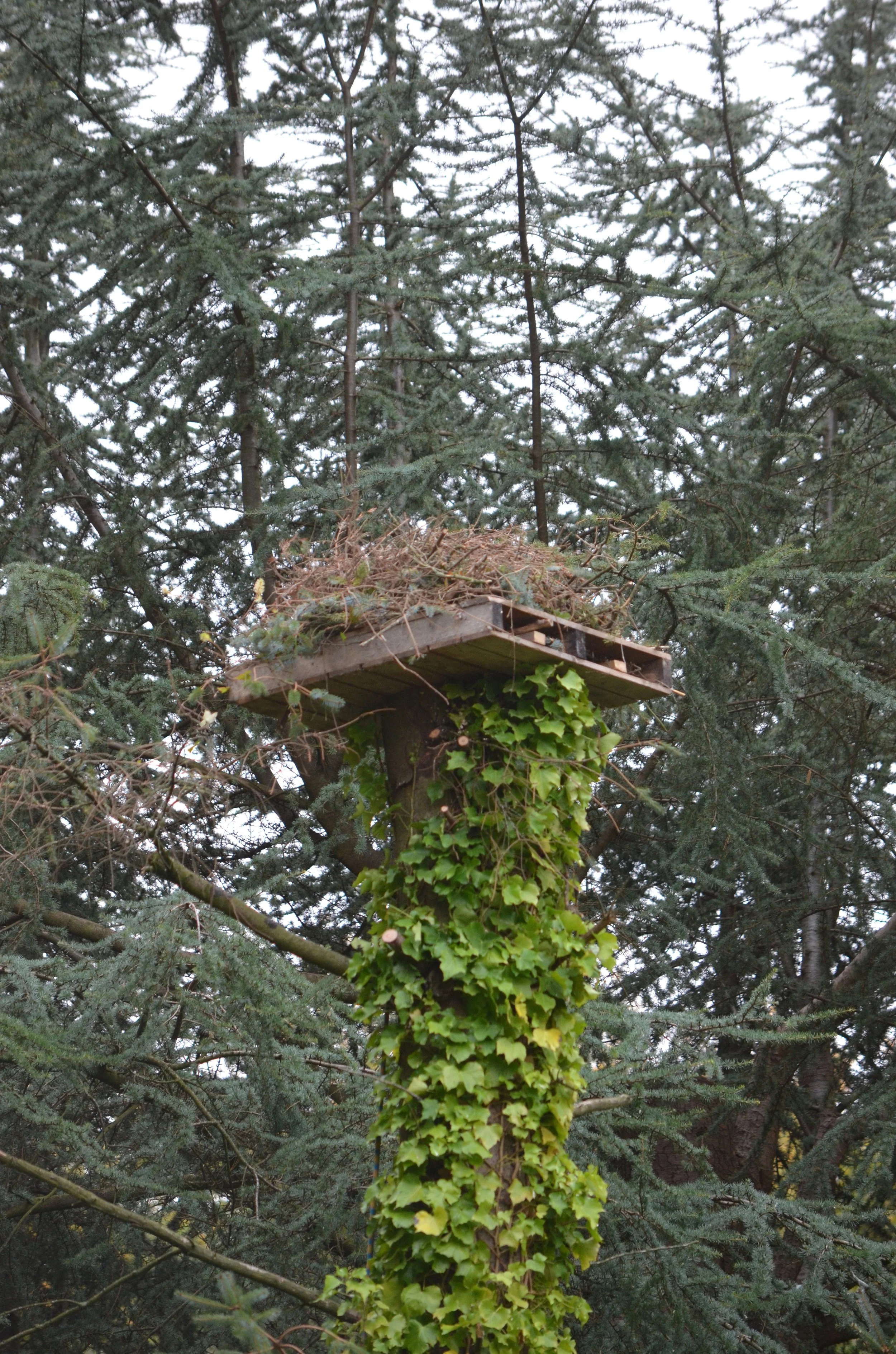 Eagles nest?