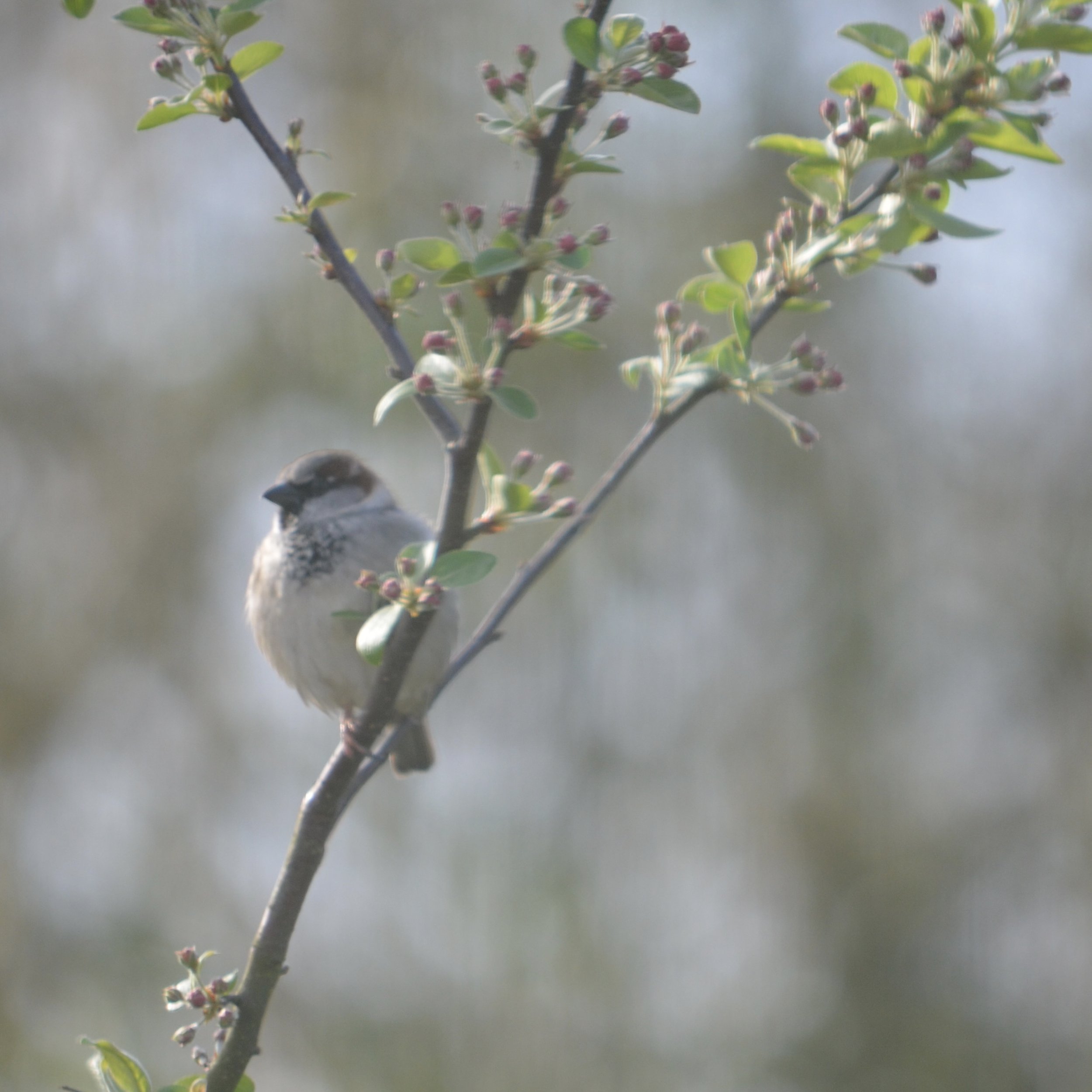 Support your local sparrow..