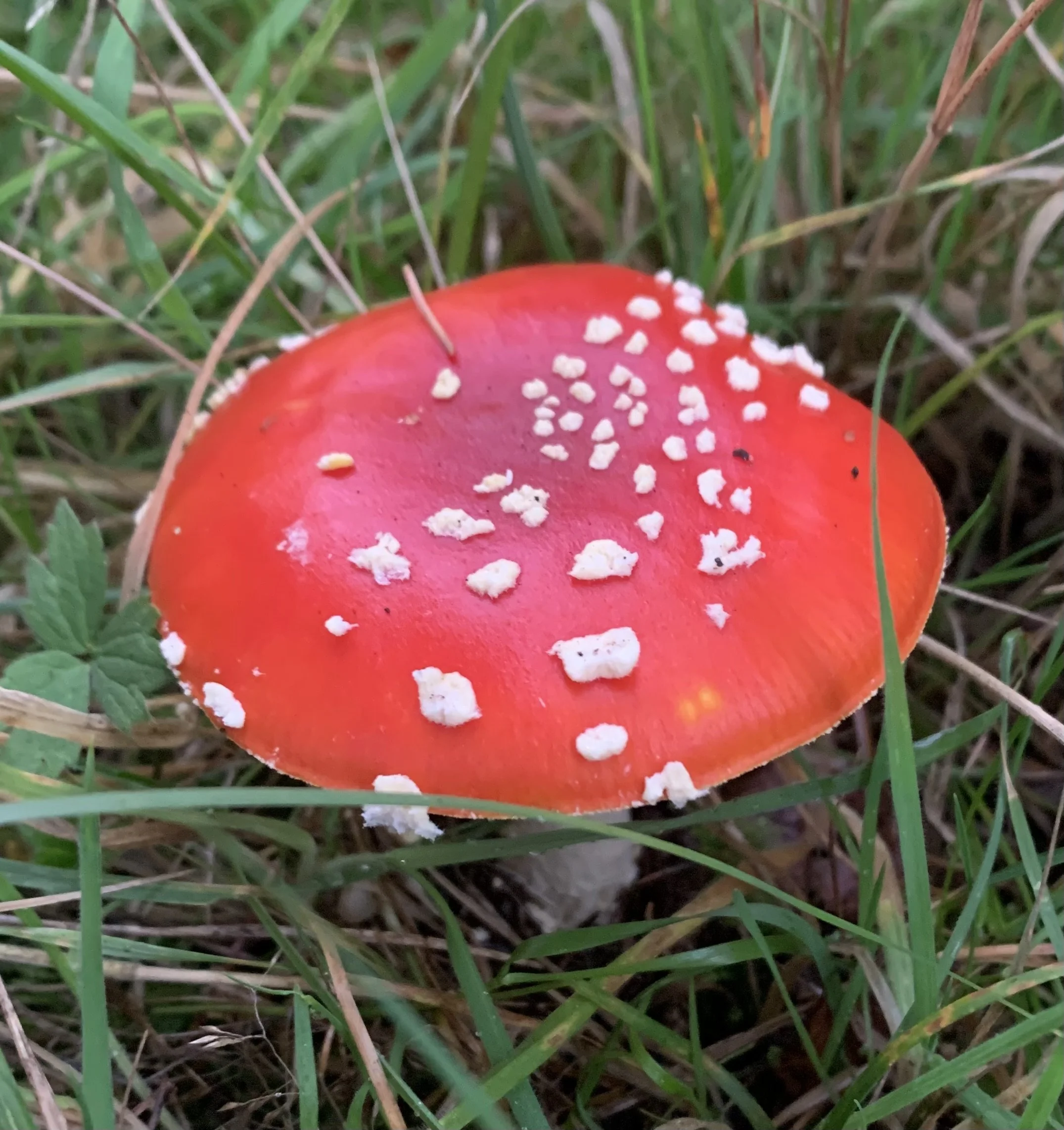 Fly agaric.jpeg