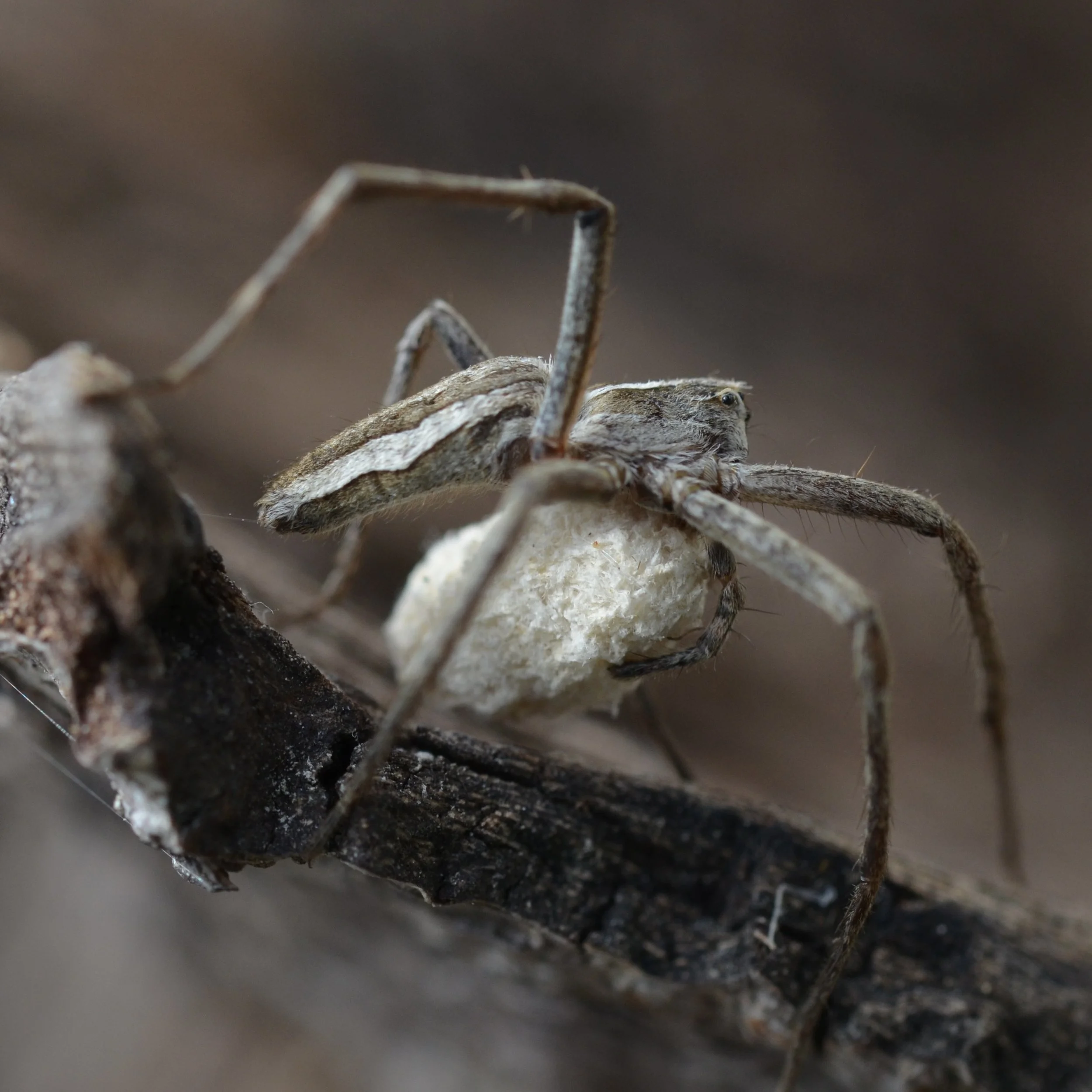 Bioblitz!