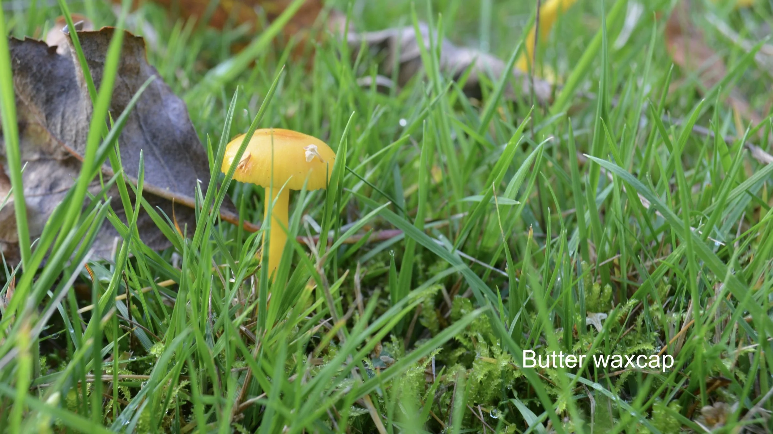 October fungi foray