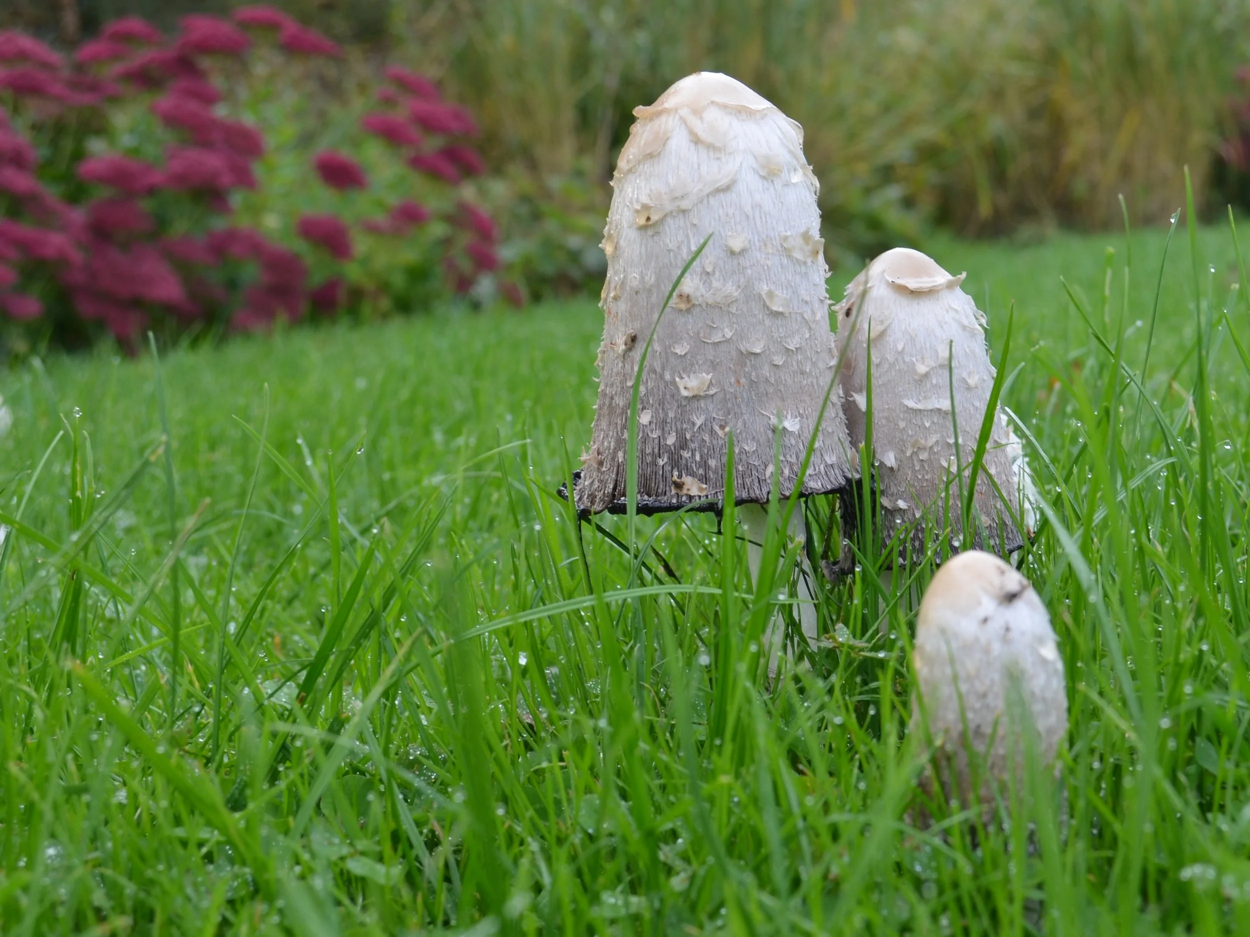 Shaggy inkcap