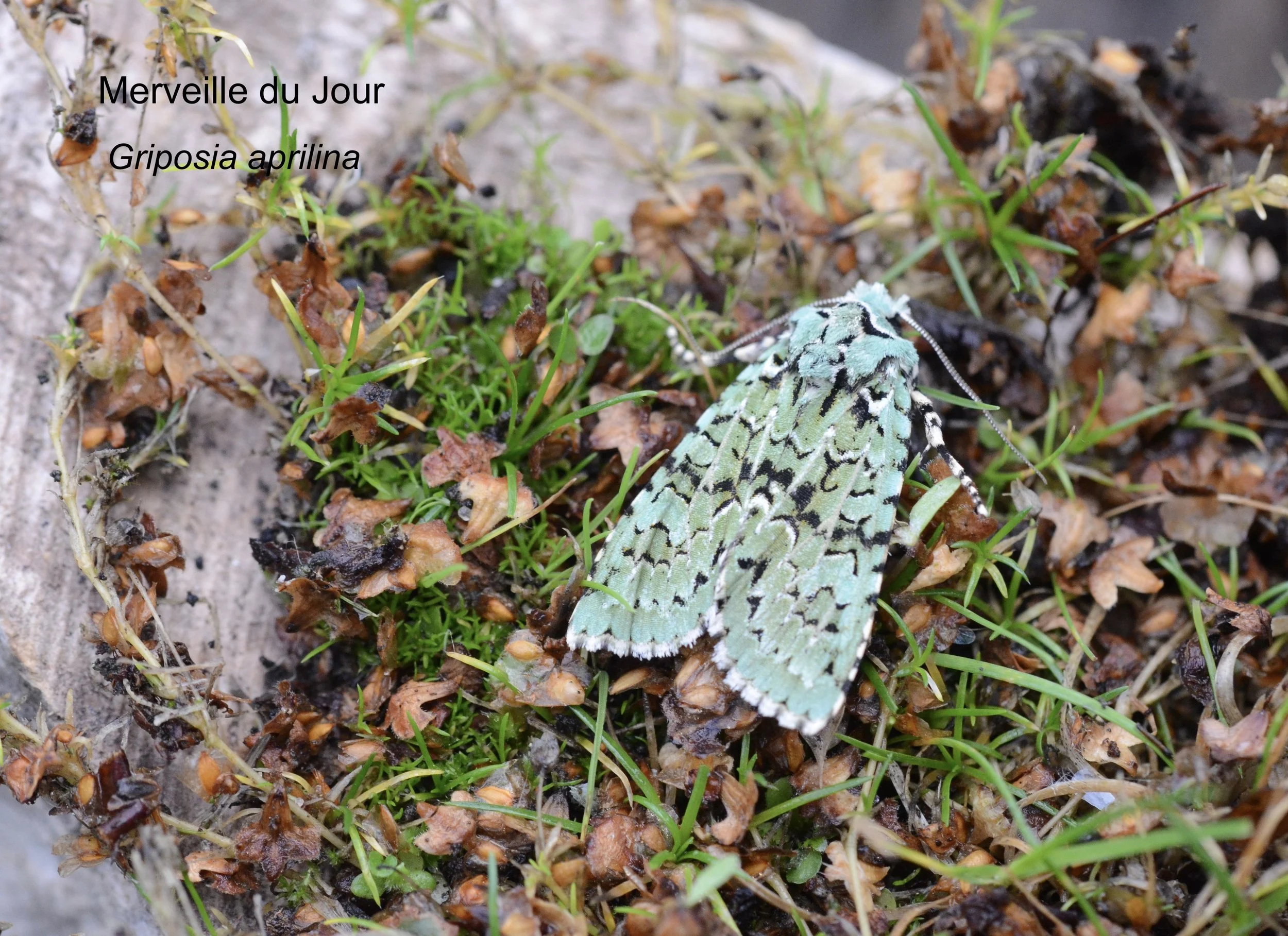 Merveille du Jour