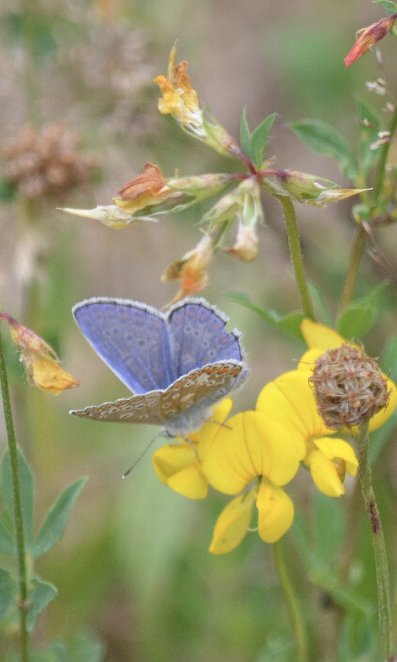 Garden butterflies 2025