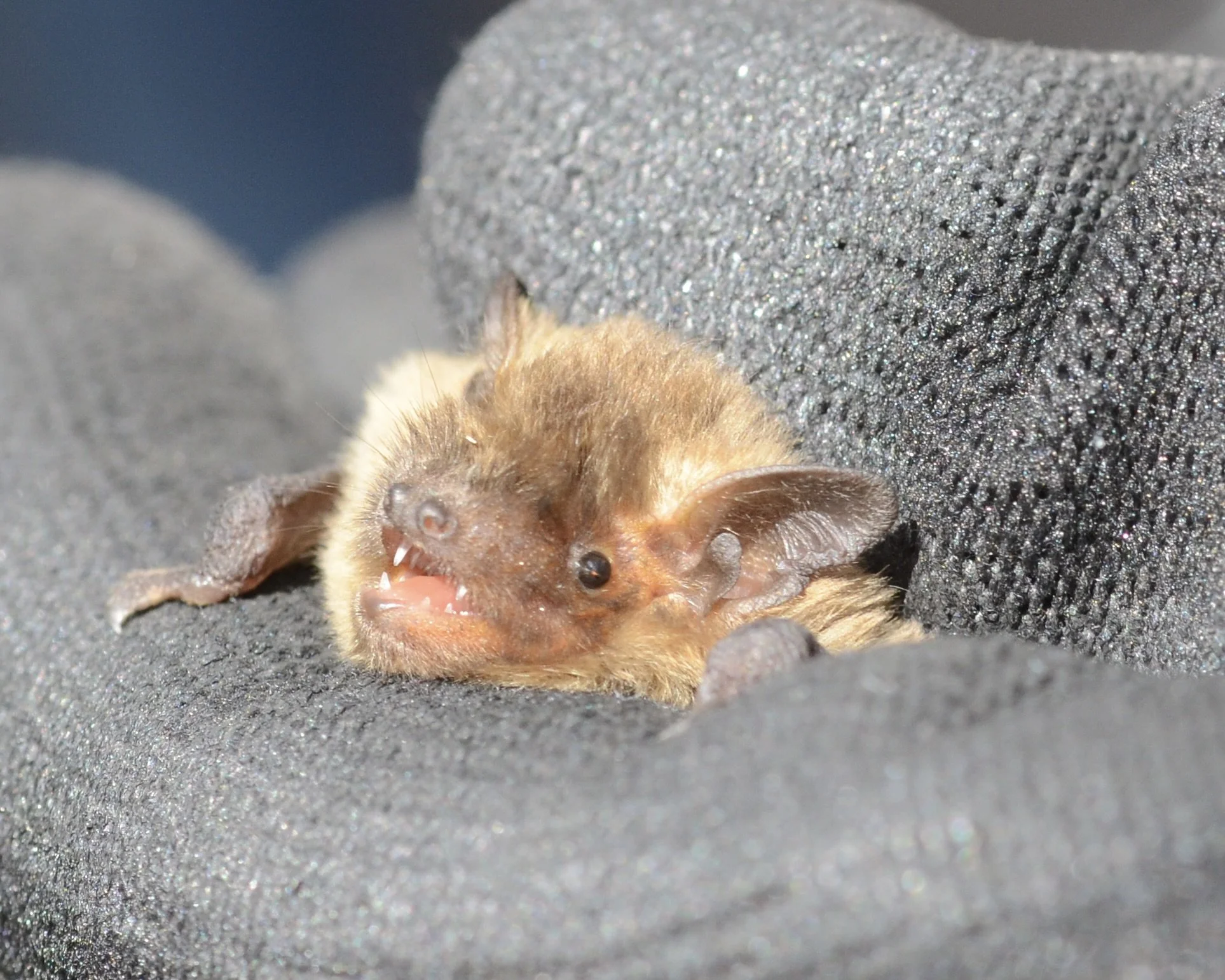 Bat surveying..