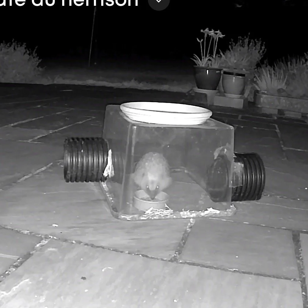 Tea time for a hedgehog ..
