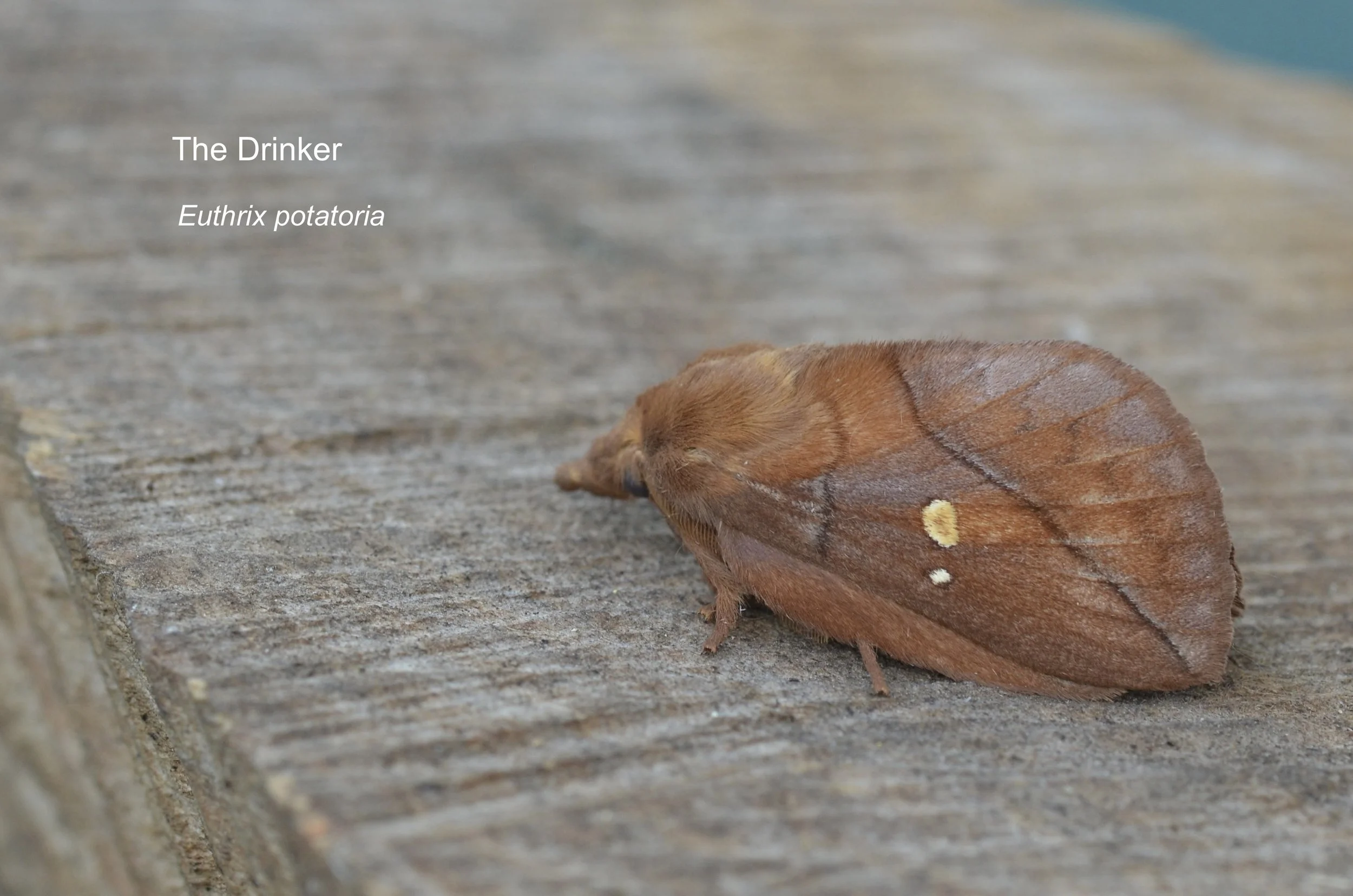 The Drinker..